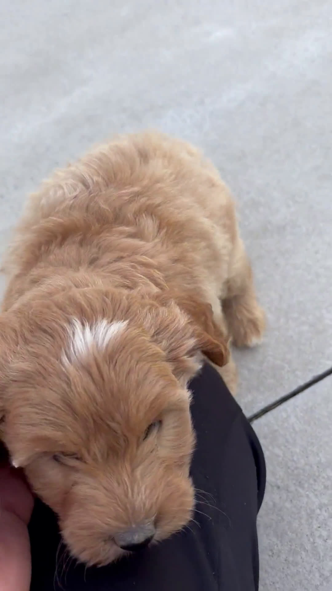  dogs for sale: Mini Goldendoodle 7 puppies - Video 2