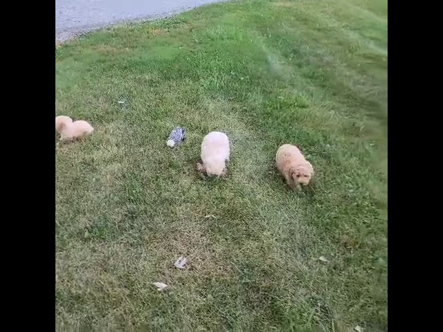 Bichpoo dogs for sale: Bichpoo 3 puppies - Video 1