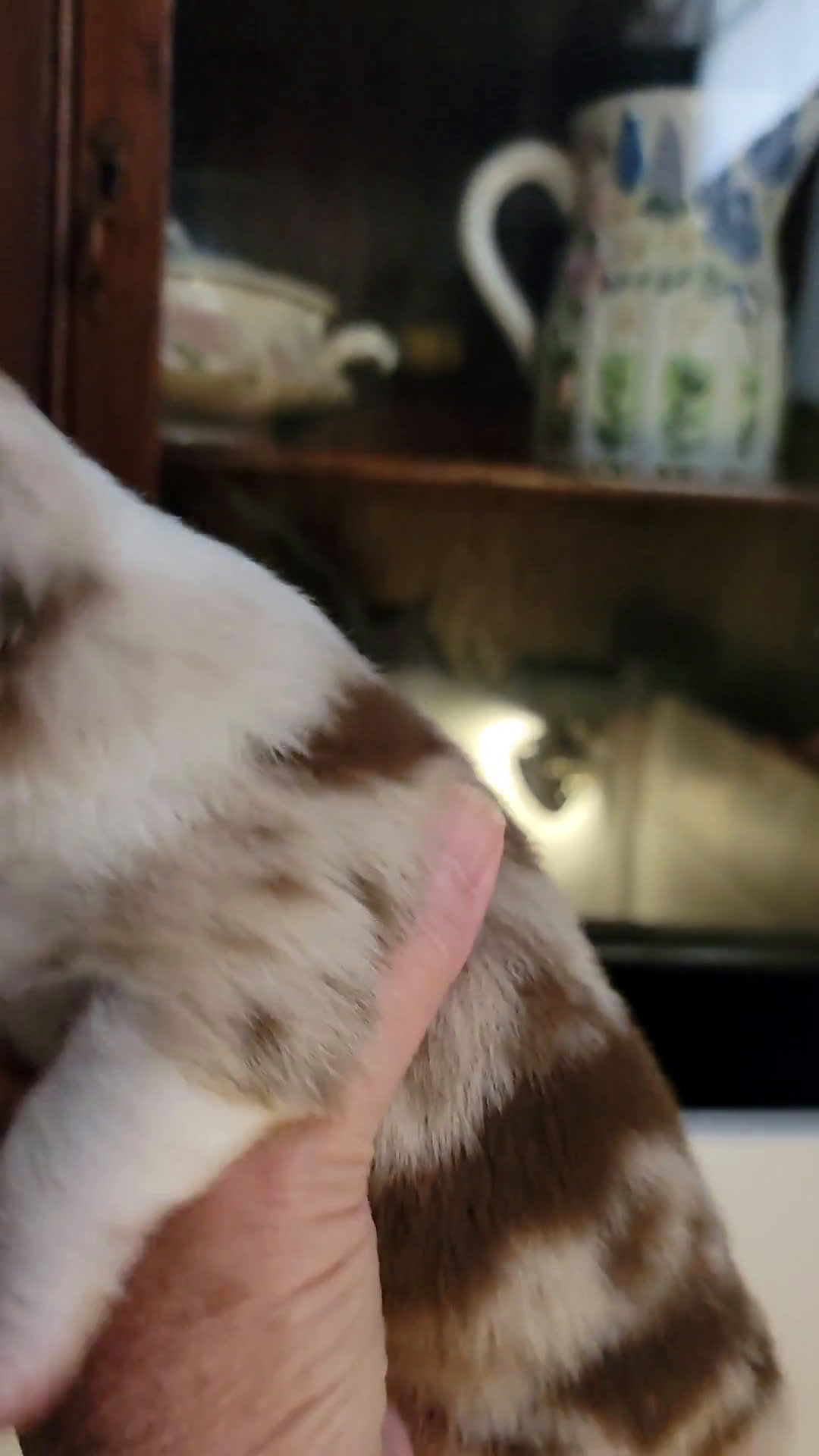 Australian Shepherd dogs for sale: Australian Shepherd 8 puppies - Video 1