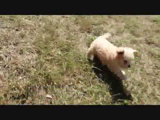 Maltipoo dogs for sale: Maltipoo 2 puppies - Video 1