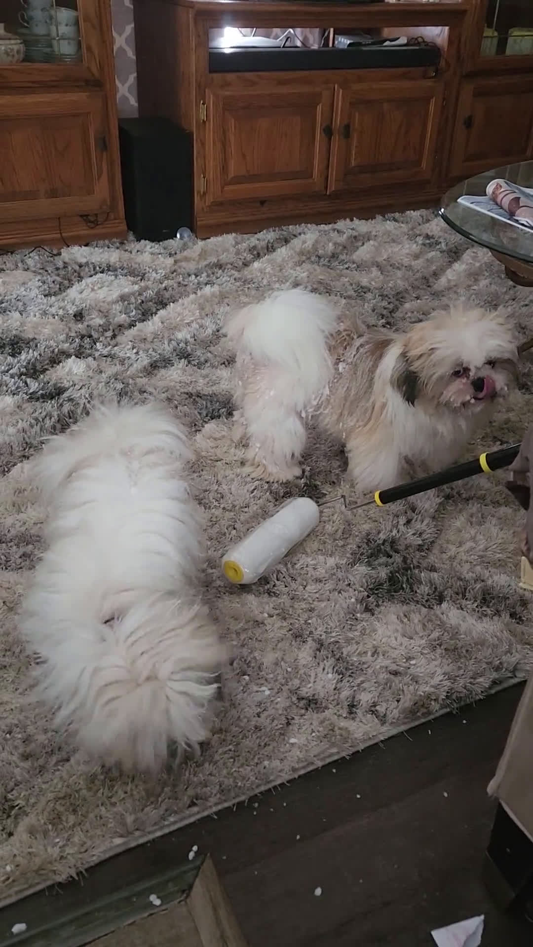 Shih Tzu dogs for sale: Shih Tzu 1 puppies - Video 3