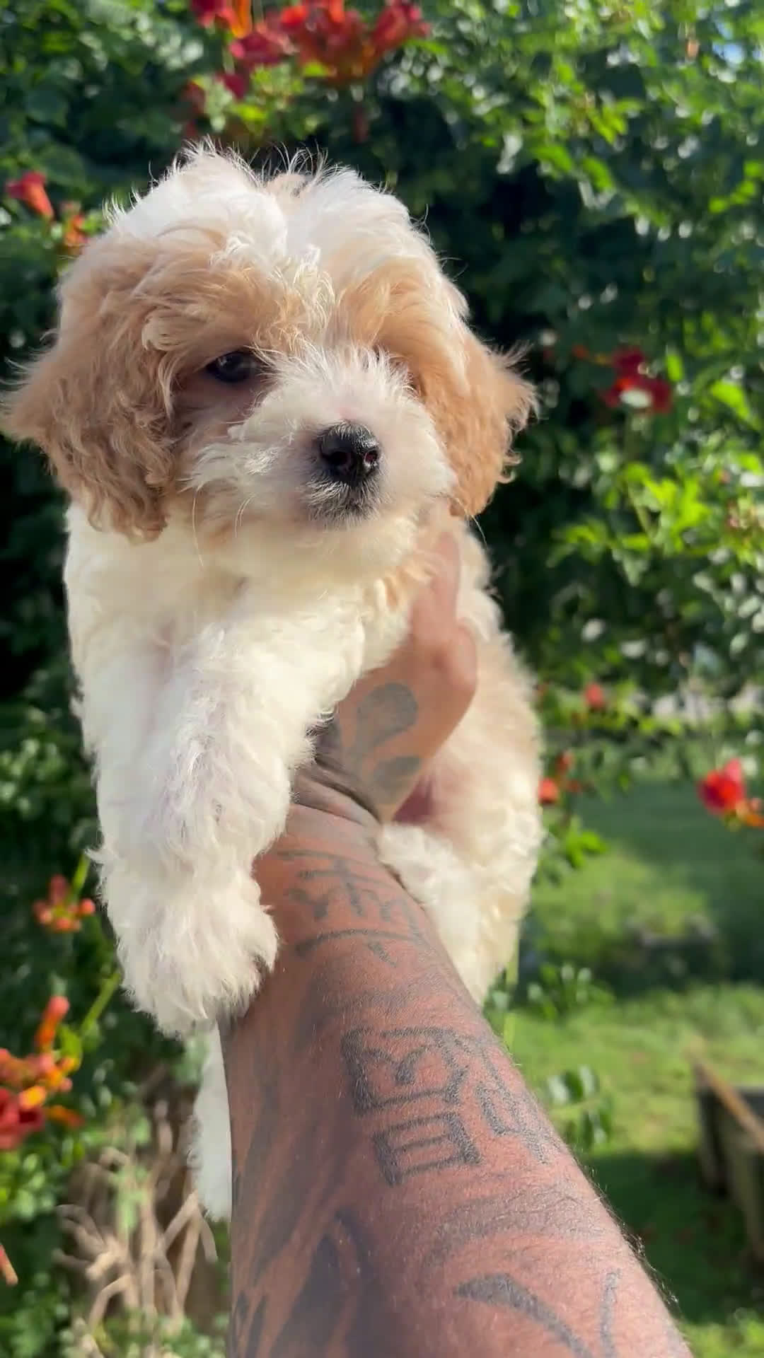 Cavapoo dogs for sale: Cavapoo 2 puppies - Video 1