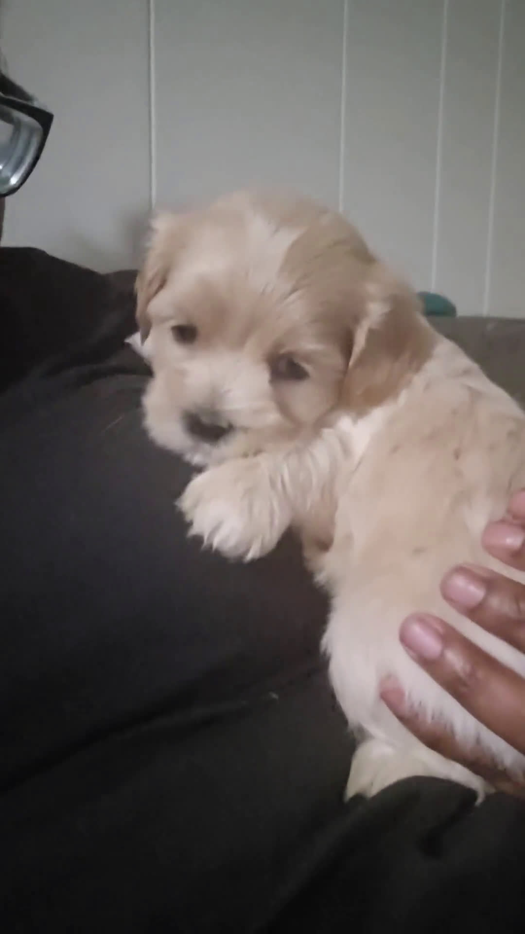 Cavapoo dogs for sale: Cavapoo 4 puppies - Video 1