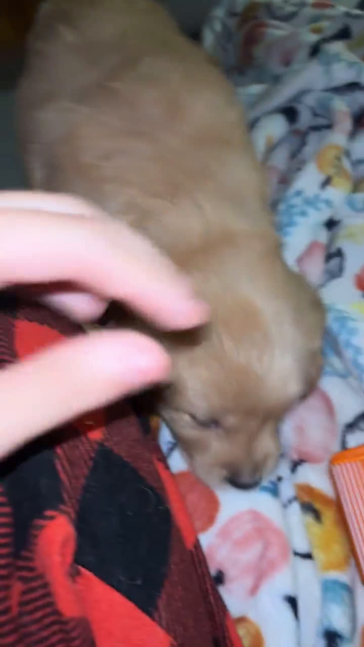 Golden Retriever dogs for sale: Golden Retriever 4 puppies - Video 1