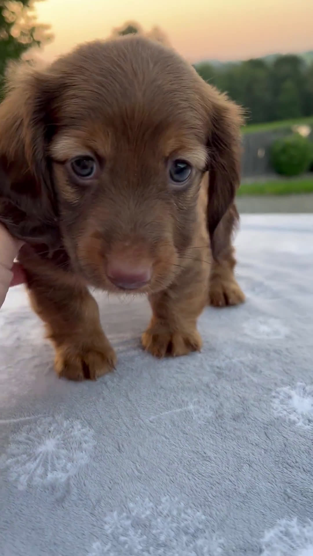 Miniature Dachshund dogs for sale: Miniature Dachshund 3 puppies - Video 3