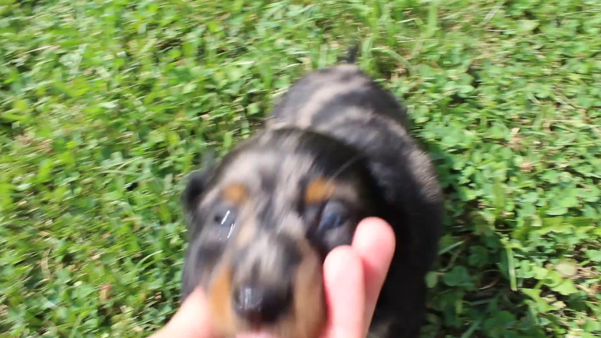 Miniature Dachshund dogs for sale: Miniature Dachshund 4 puppies - Video 1