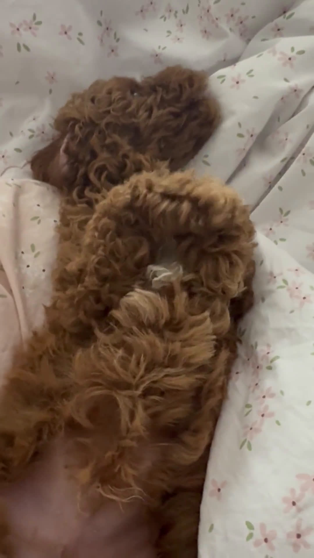 Miniature Poodle dogs for sale: Miniature Poodle 1 puppies - Video 2