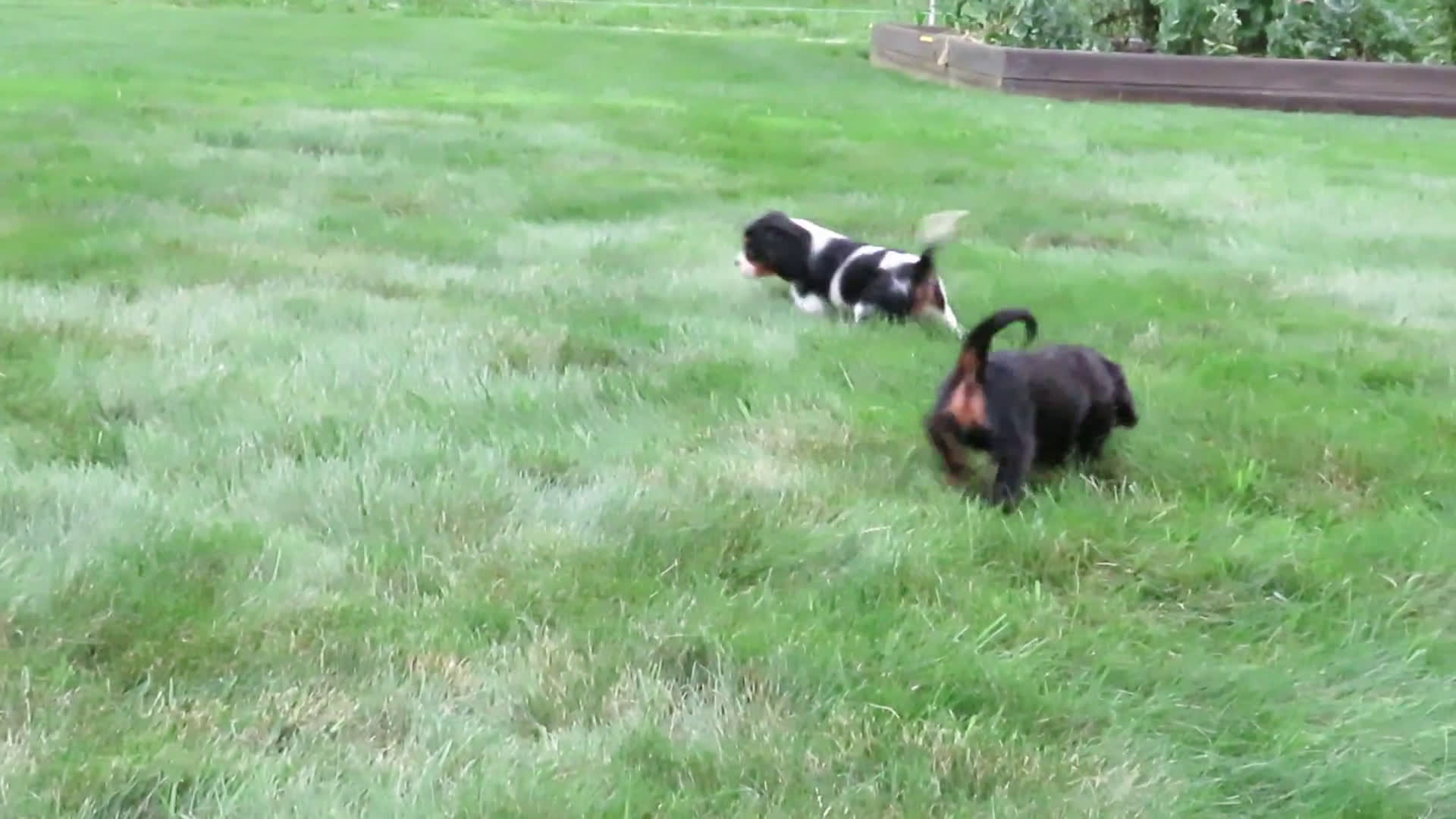 Cavalier King Charles Spaniel dogs for sale: Cavalier King Charles Spaniel 2 puppies - Video 1