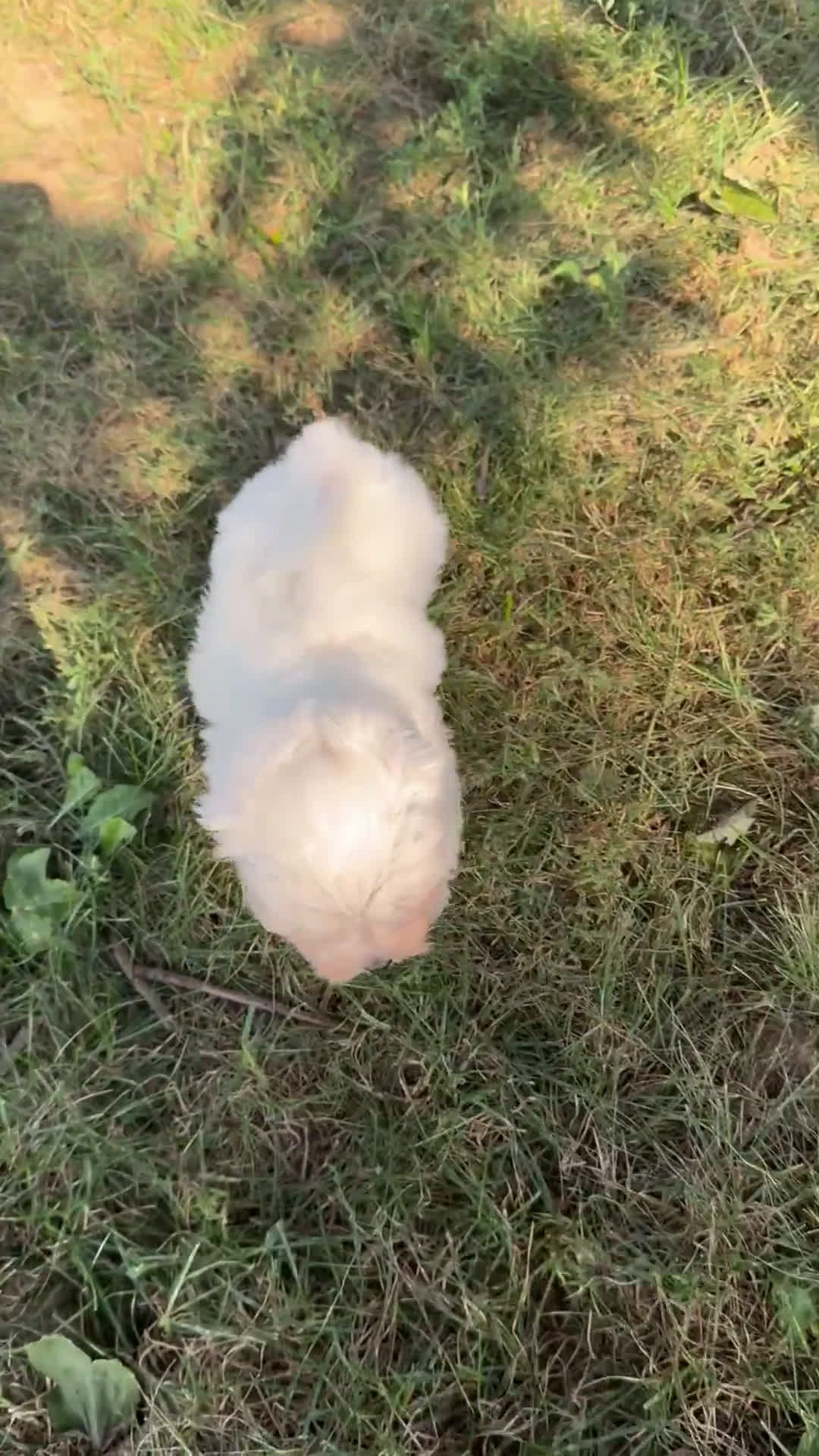 Maltese dogs for sale: Maltese 2 puppies - Video 1
