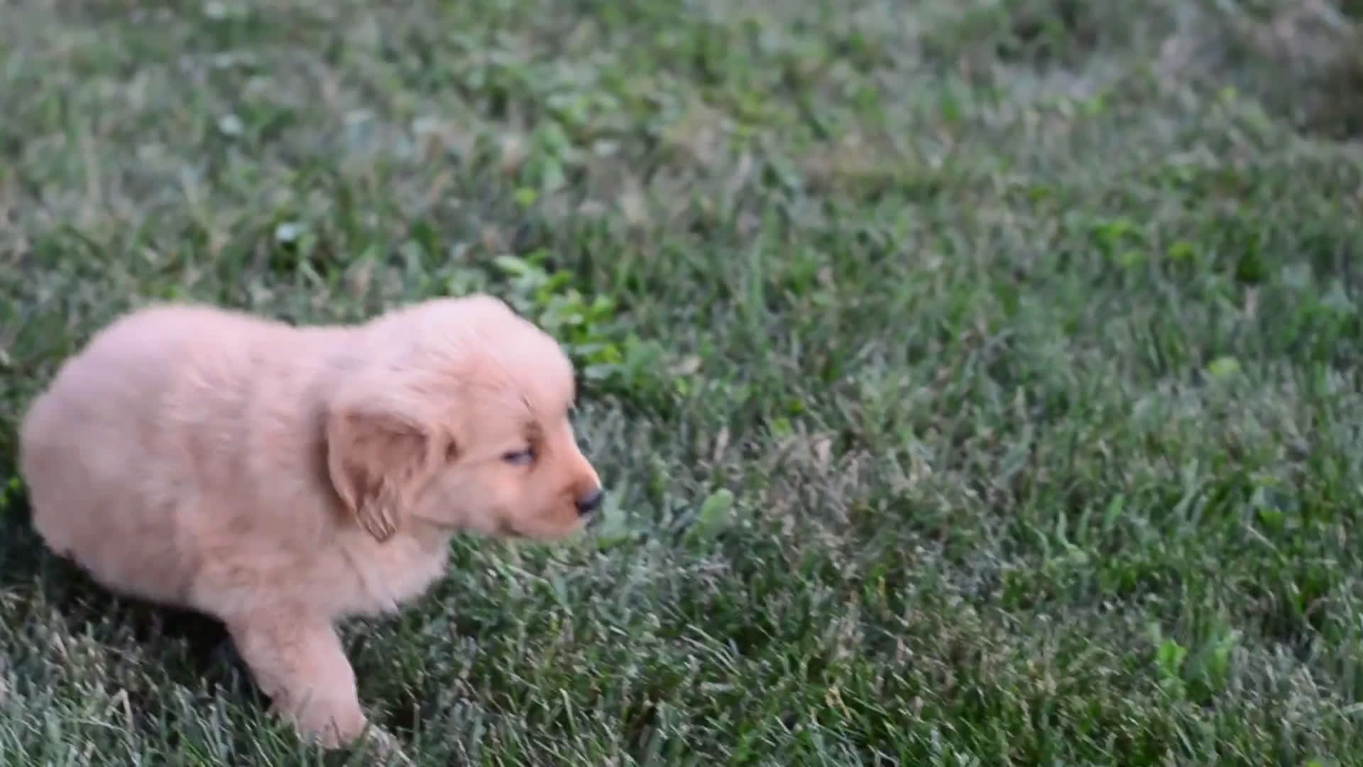Golden Retriever dogs for sale: Golden Retriever 9 puppies - Video 1