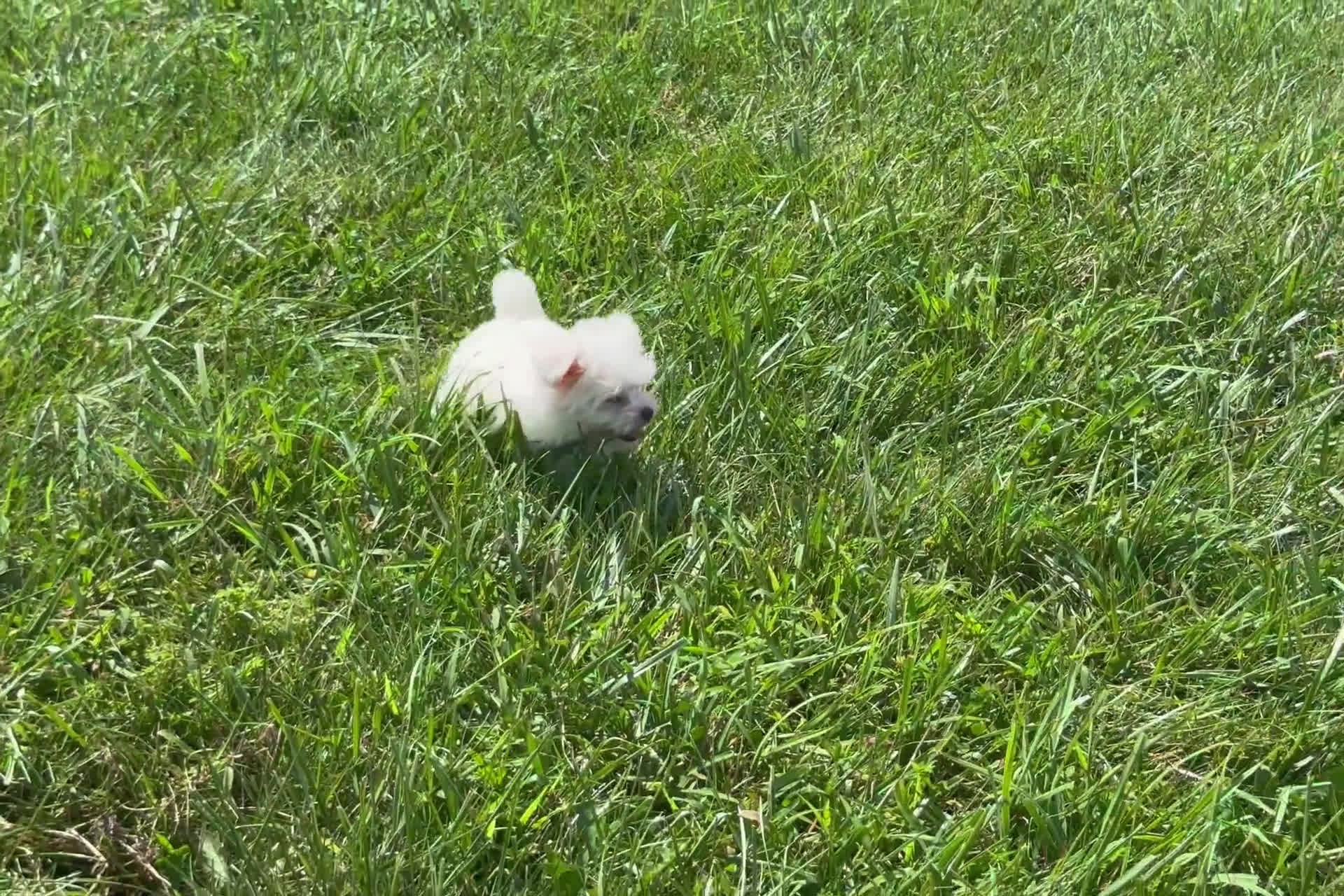 Maltese dogs for sale: Maltese 3 puppies - Video 1
