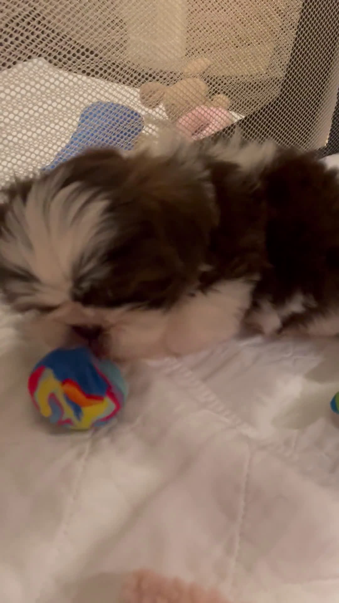 Shih Tzu dogs for sale: Shih Tzu 3 puppies - Video 1