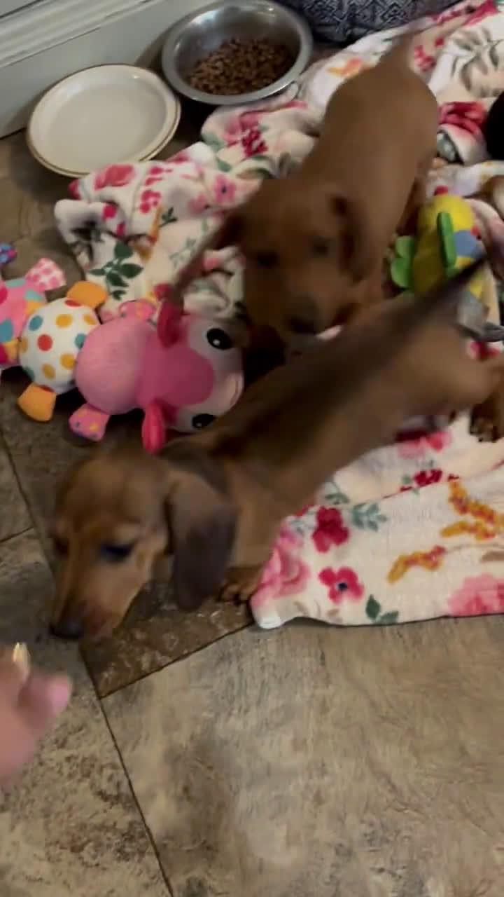 Miniature Dachshund dogs for sale: Miniature Dachshund 1 puppies - Video 1