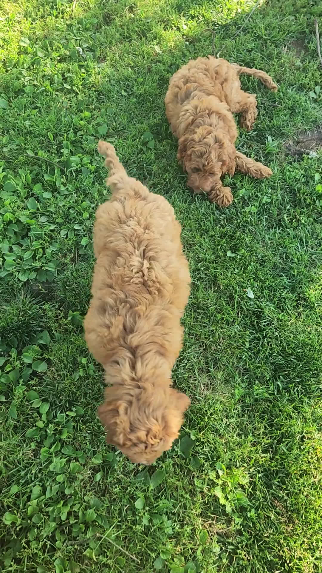 Irish Doodle dogs for sale: Irish Doodle 2 puppies - Video 1
