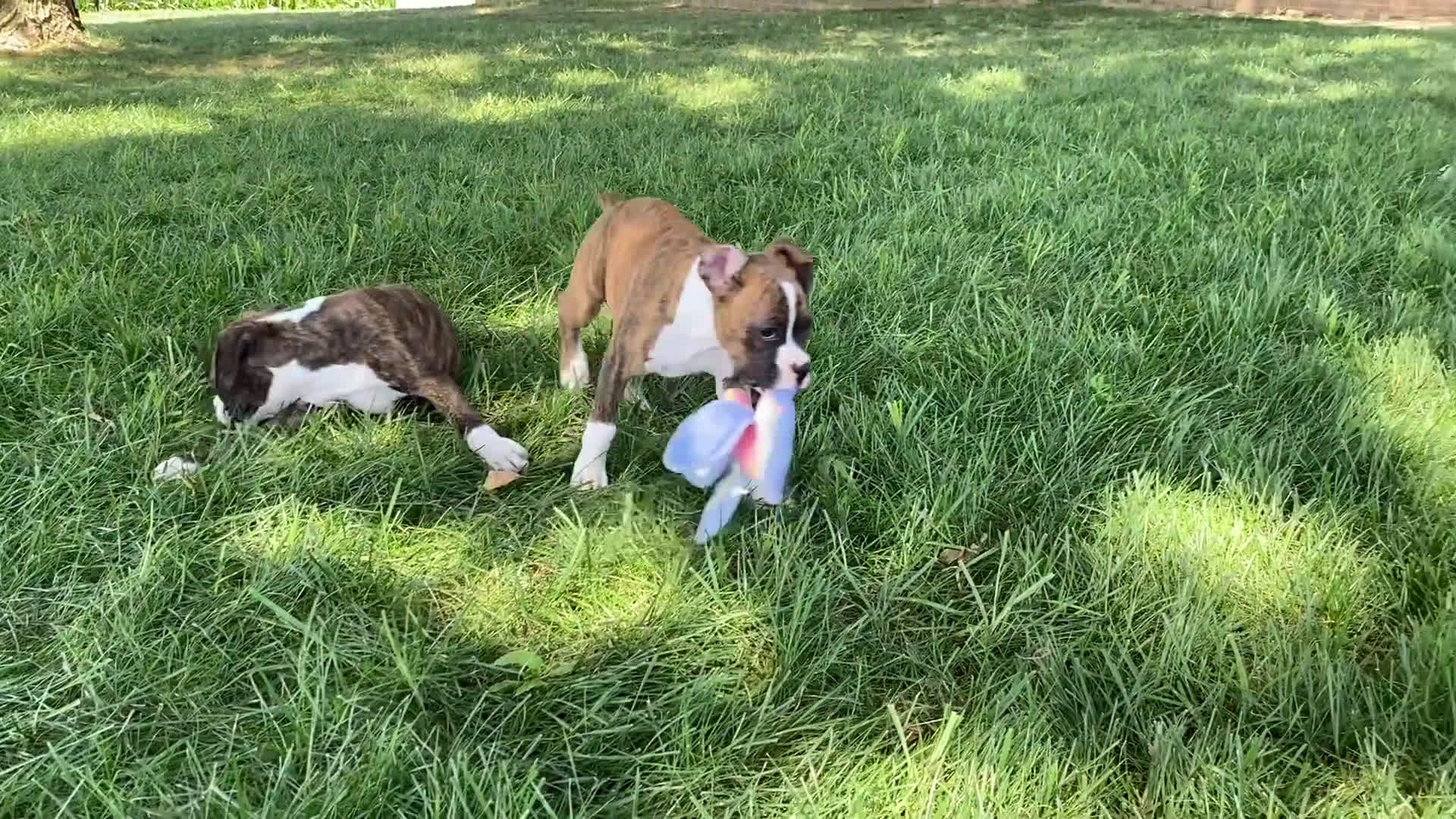 Boxer dogs for sale: Boxer 1 puppies - Video 2