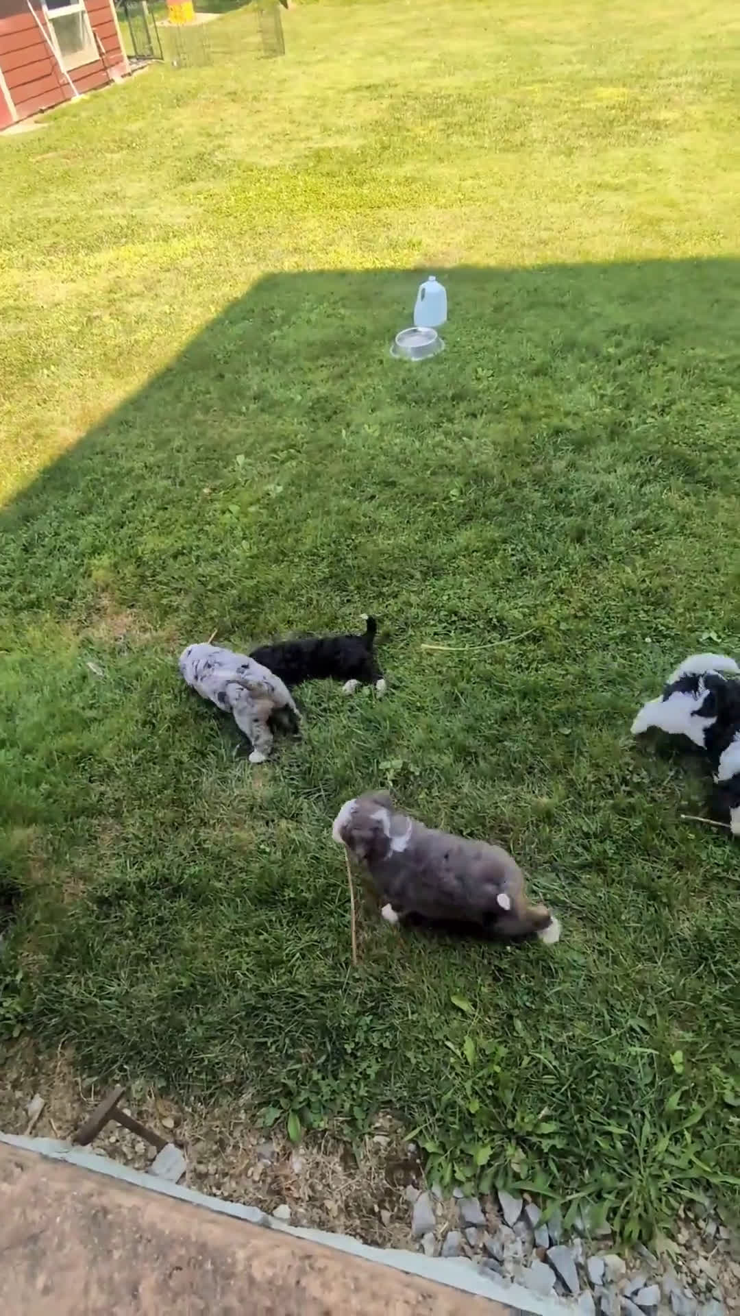 Mini Bernedoodle dogs for sale: Mini Bernedoodle 1 puppies - Video 1