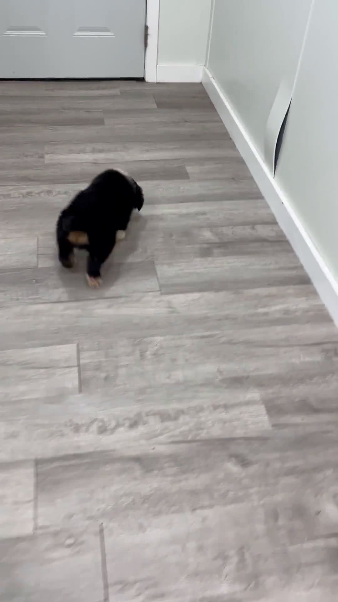 Australian Shepherd dogs for sale: Australian Shepherd 1 puppies - Video 1