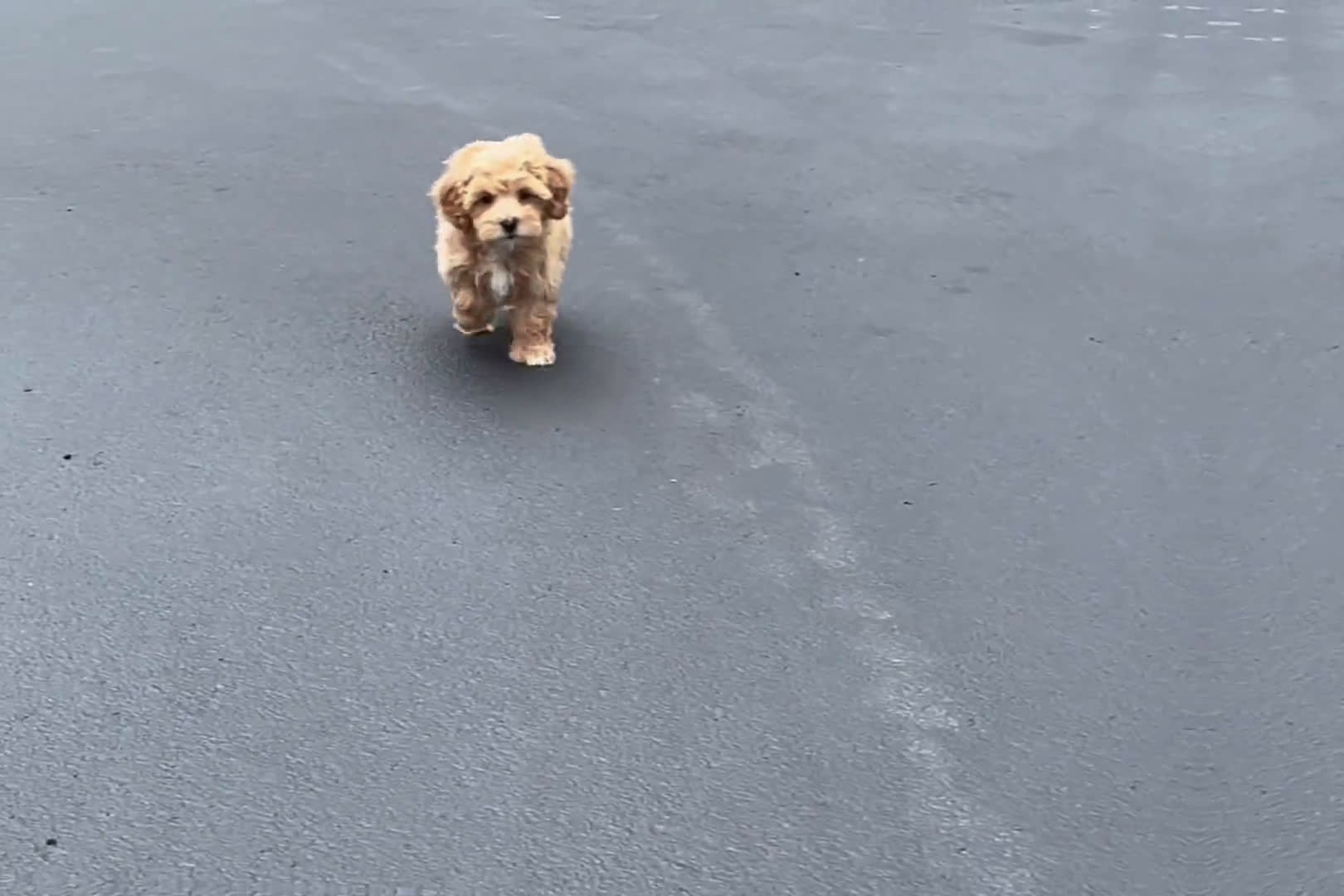 Maltipoo dogs for sale: Maltipoo 6 puppies - Video 1