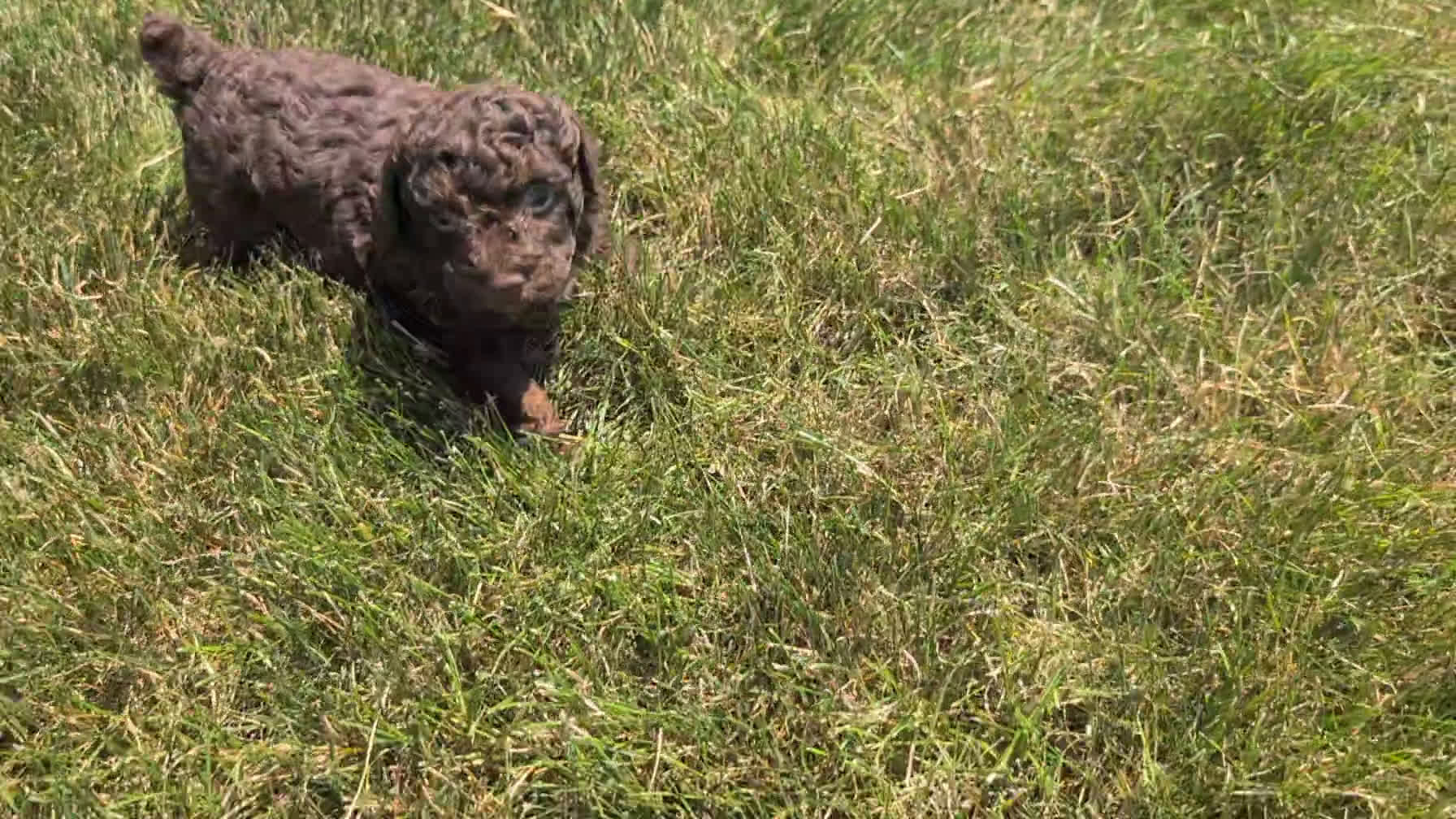 Toy Poodle dogs for sale: Toy Poodle 1 puppies - Video 2
