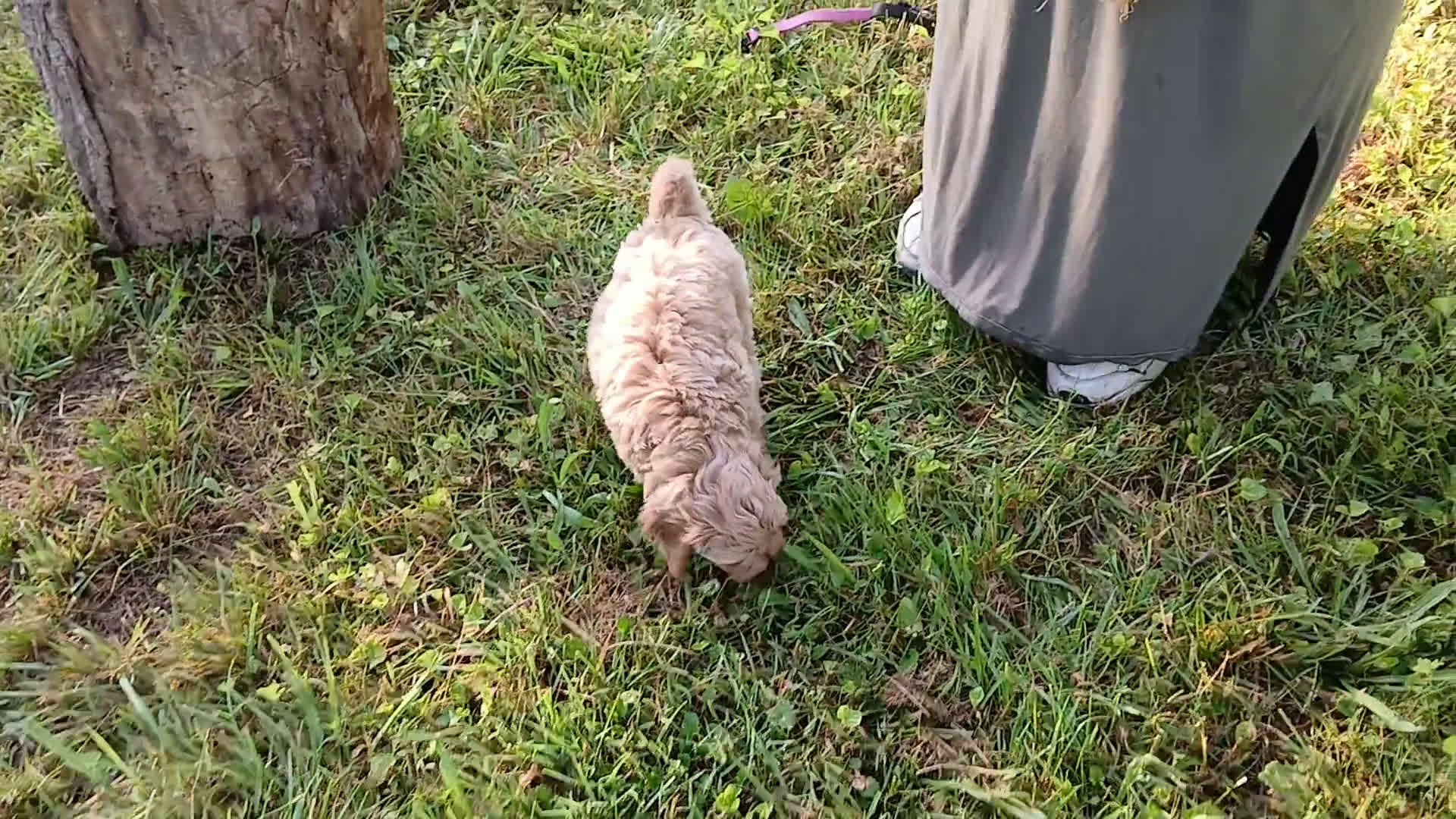 Cavapoo dogs for sale: Cavapoo 5 puppies - Video 1