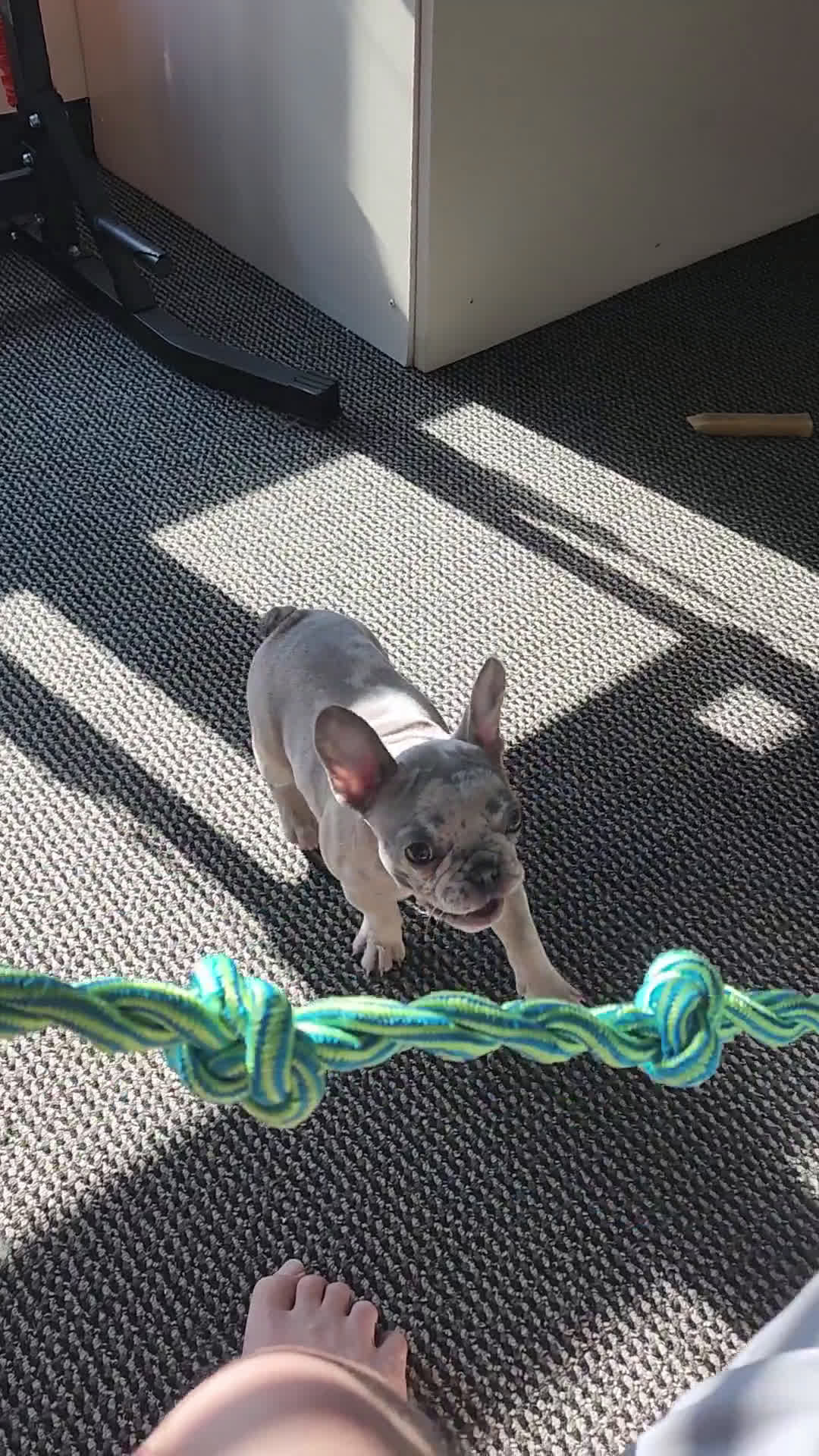 French Bulldog dogs for sale: French Bulldog 1 puppies - Video 1