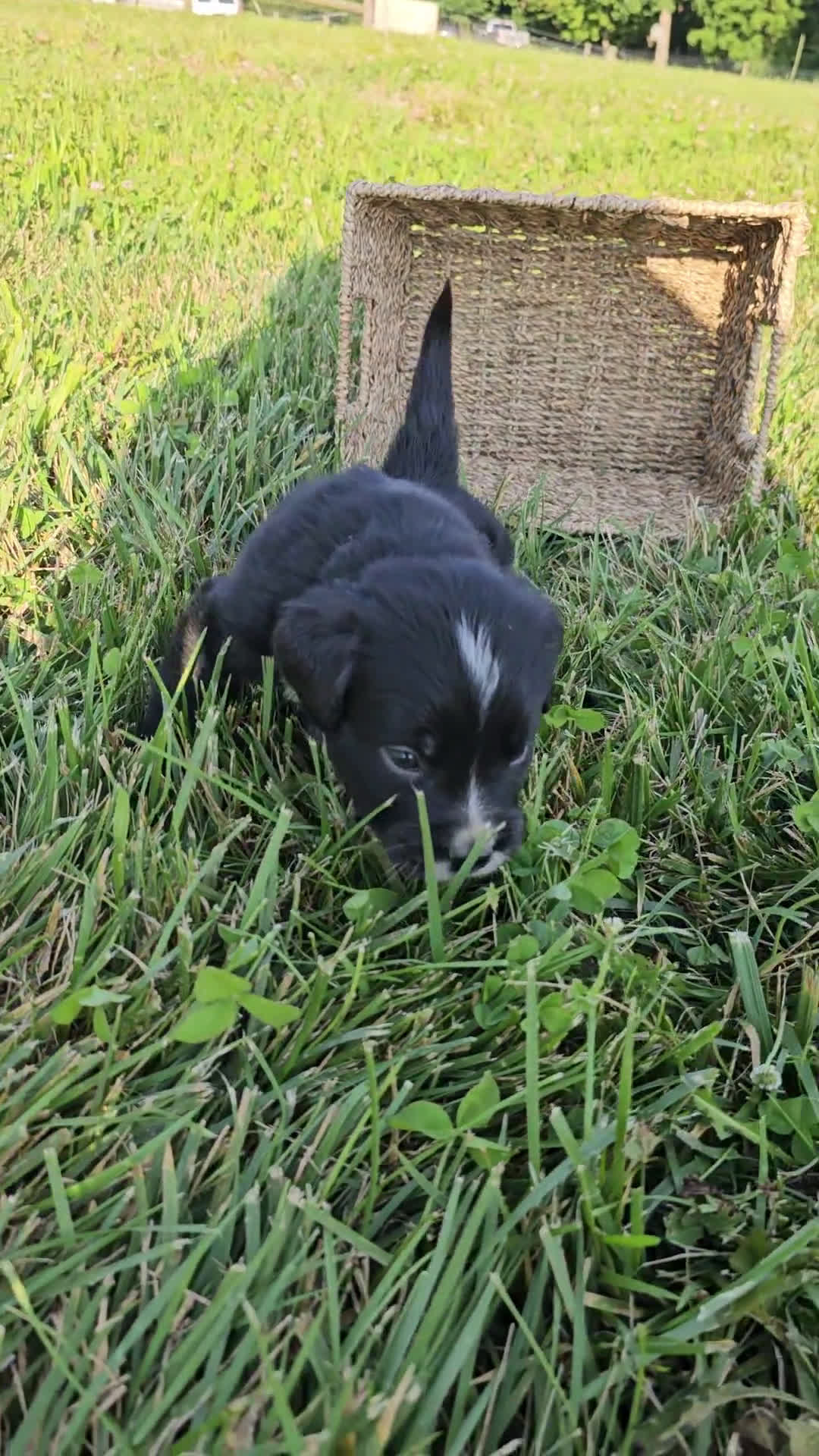 Bernese Mountain Dog dogs for sale: Bernese Mountain Dog 8 puppies - Video 2