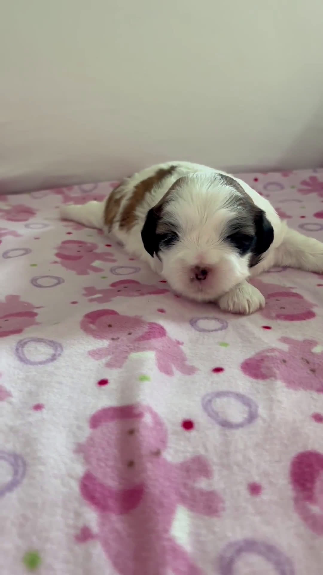Teddy Bear dogs for sale: Teddy Bear 3 puppies - Video 3