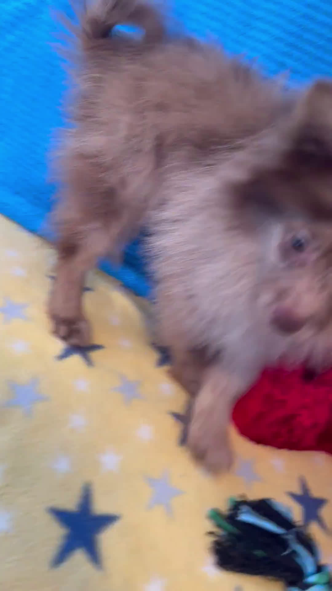 Pomeranian dogs for sale: Pomeranian 1 puppies - Video 1