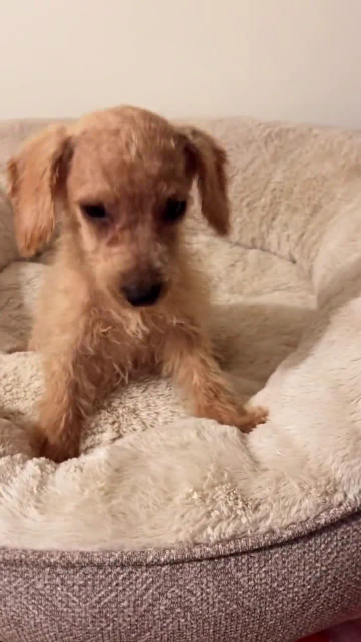 Schnoodle dogs for sale: Schnoodle 4 puppies - Video 2