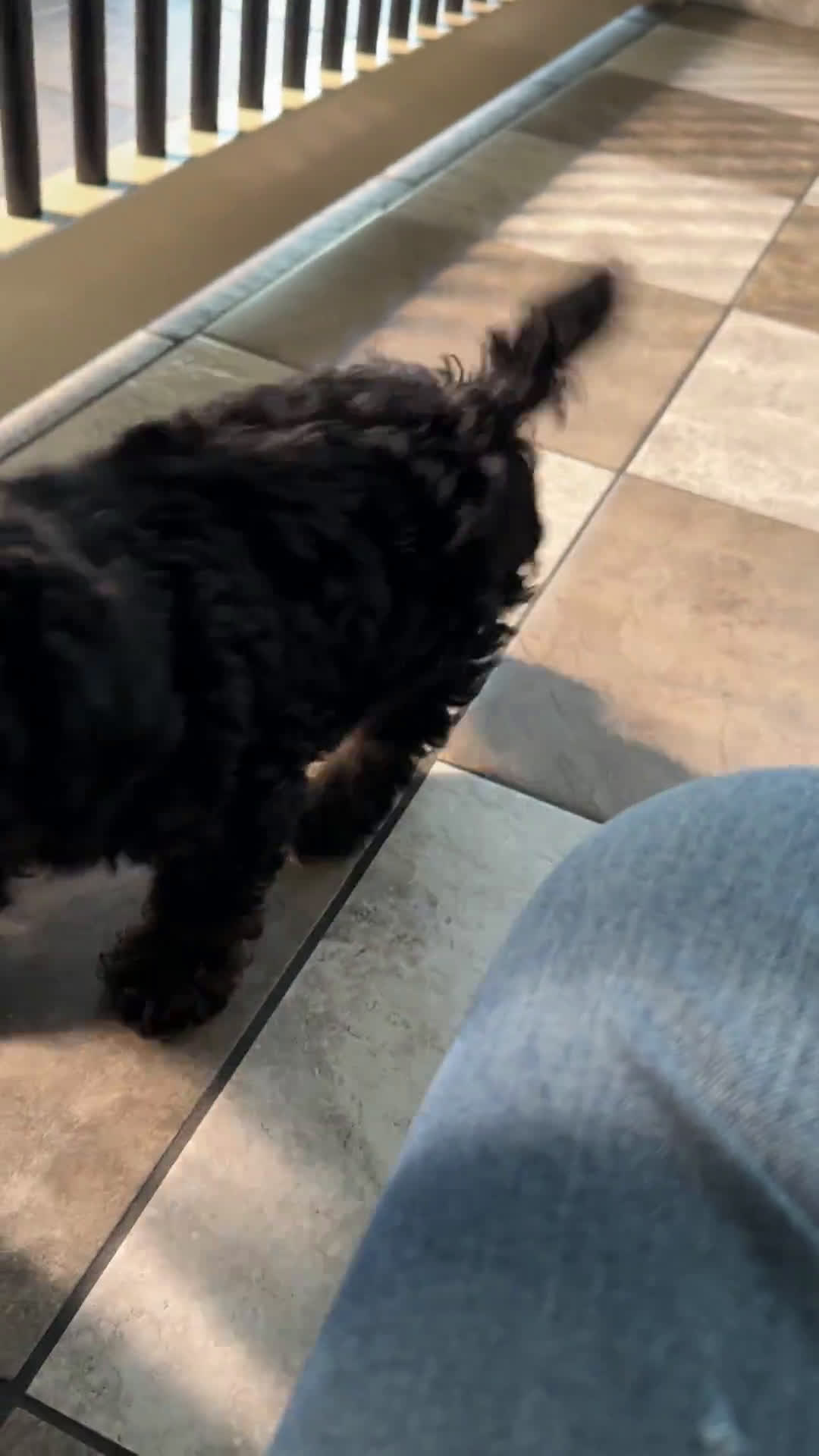 Miniature Poodle dogs for sale: Miniature Poodle 3 puppies - Video 1