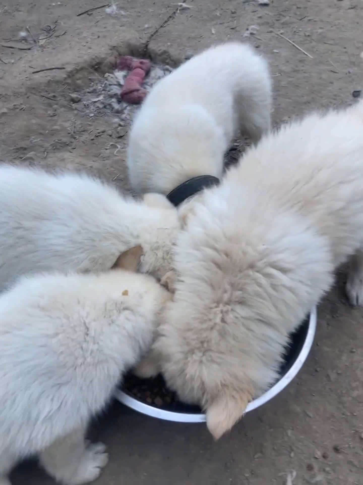 Gerberian Shepsky dogs for sale: Gerberian Shepsky 4 puppies - Video 2