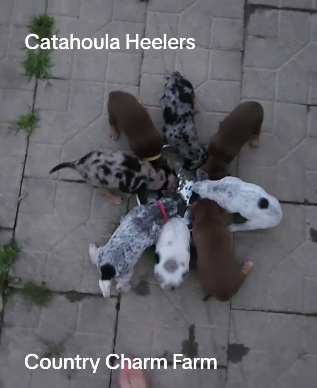 Catahoula Leopard Dog dogs for sale: Catahoula Leopard Dog 2 puppies - Video 1