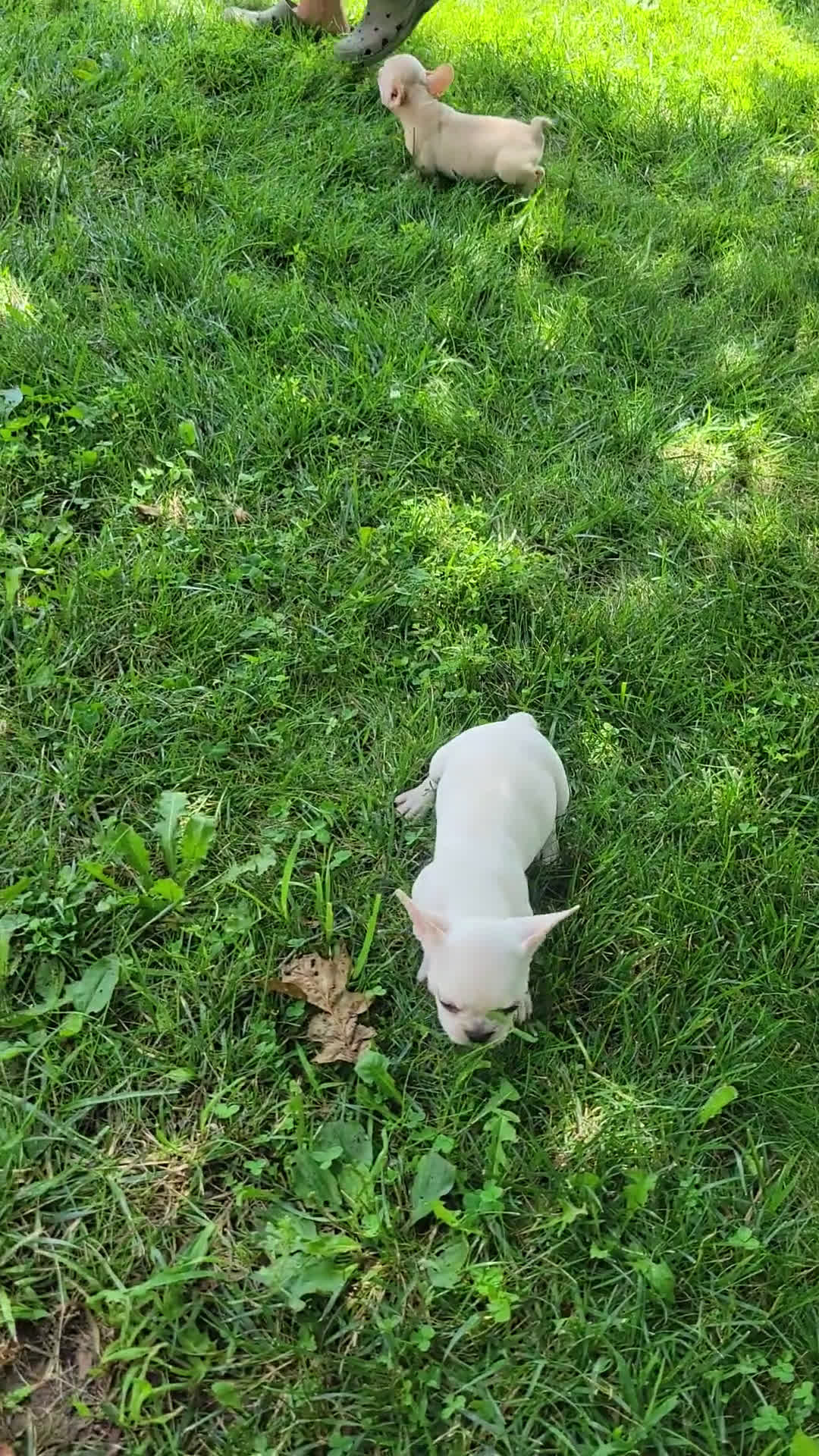 French Bulldog dogs for sale: French Bulldog 5 puppies - Video 1