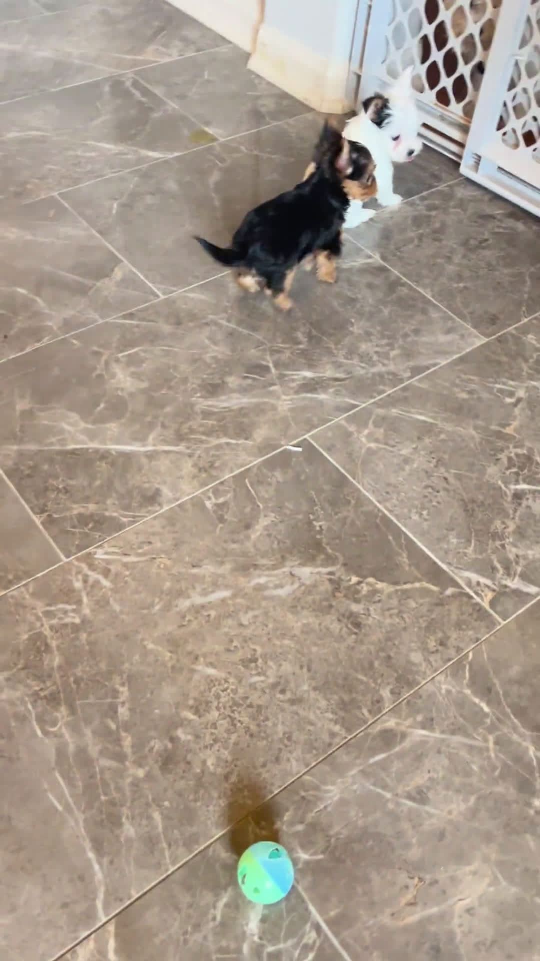Yorkshire Terrier dogs for sale: Yorkshire Terrier 1 puppies - Video 1