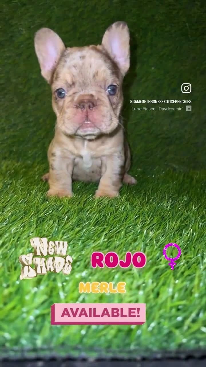 French Bulldog dogs for sale: French Bulldog 4 puppies - Video 1