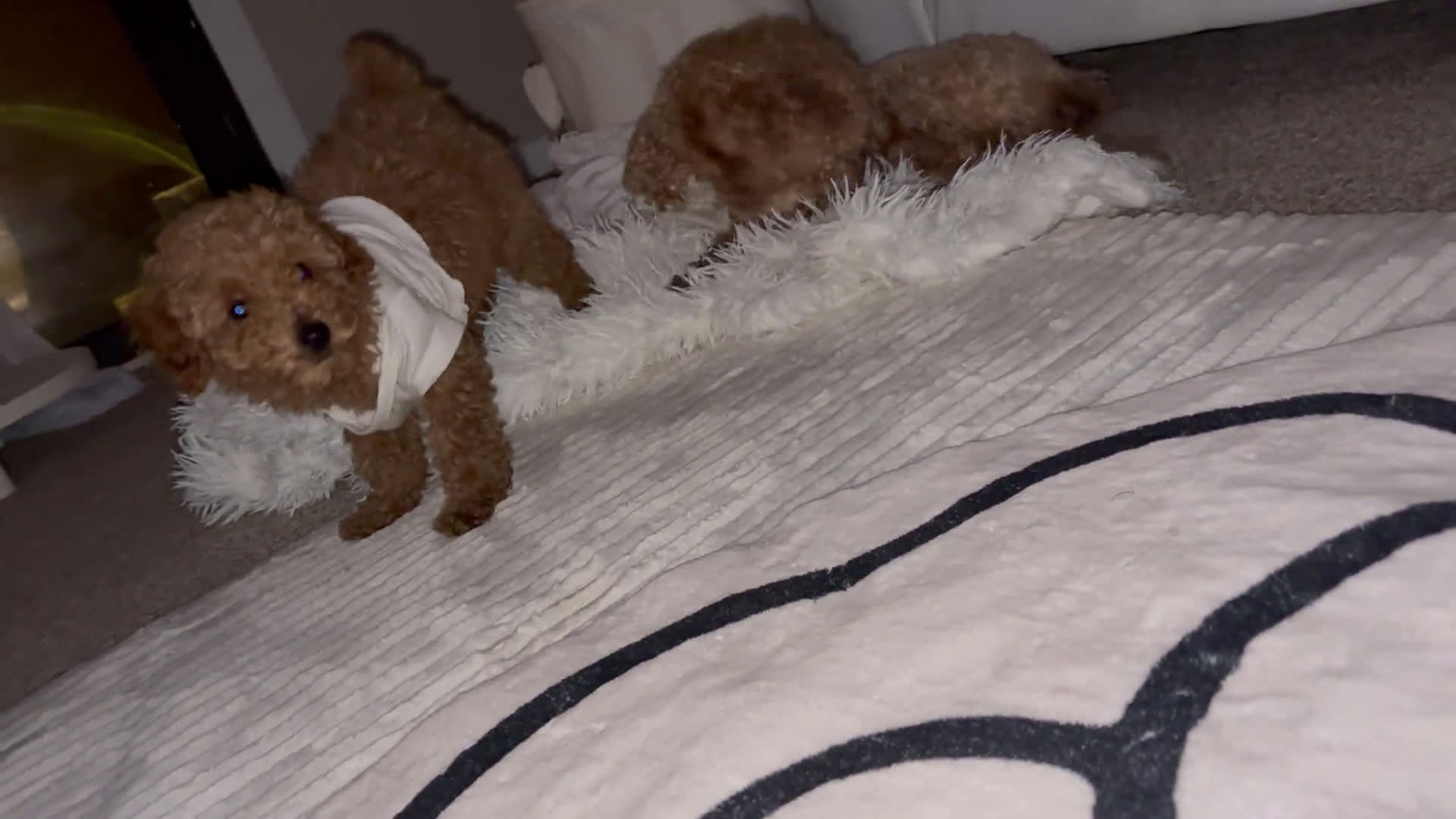 Toy Poodle dogs for sale: Toy Poodle 1 puppies - Video 1