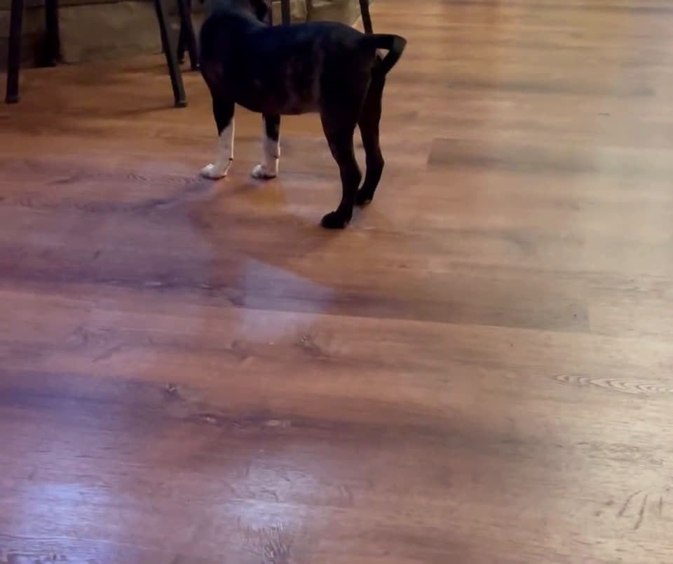 Boston Terrier dogs for sale: Boston Terrier 1 puppies - Video 1