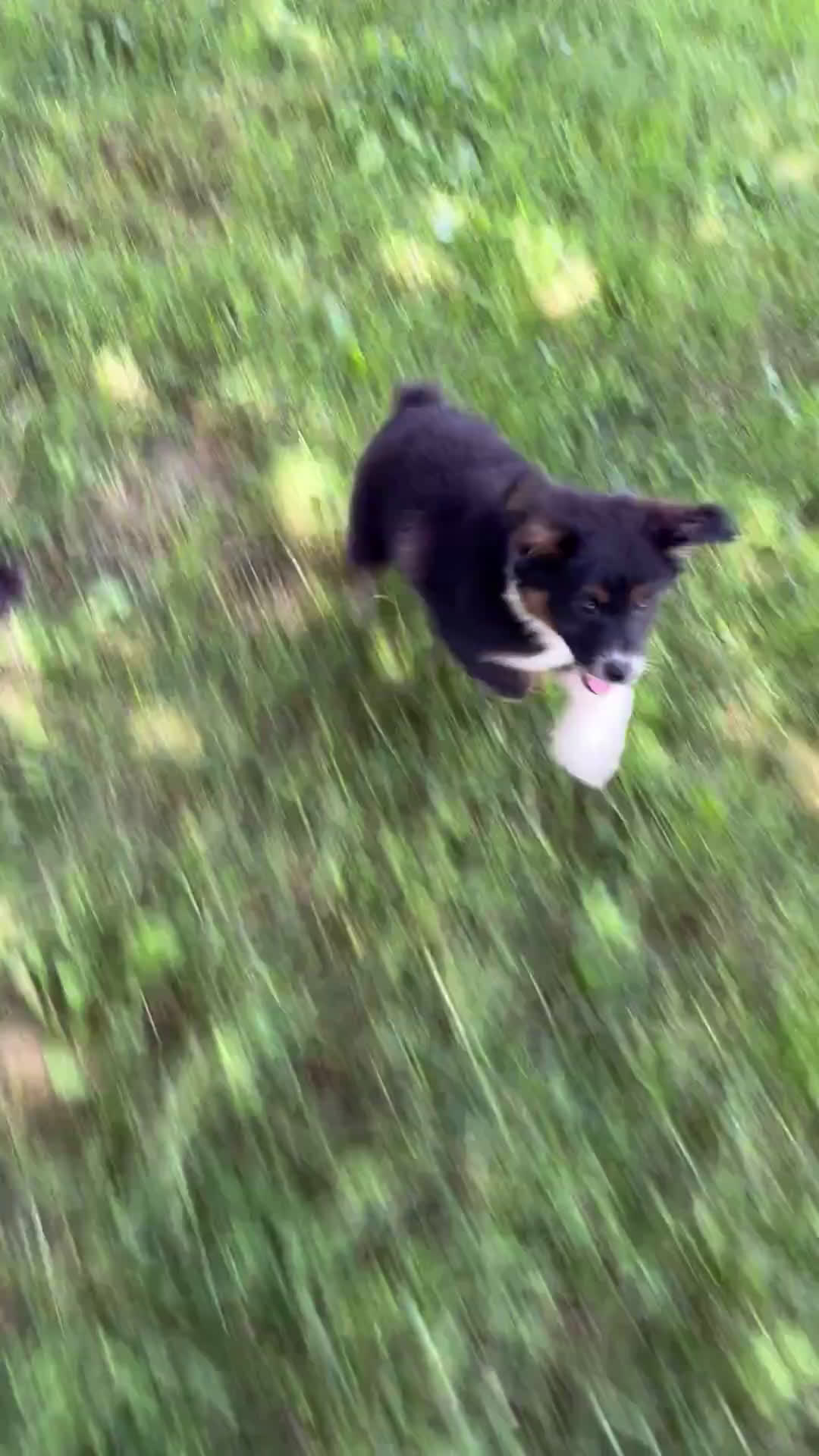 Miniature Australian Shepherd dogs for sale: Miniature Australian Shepherd 4 puppies - Video 1