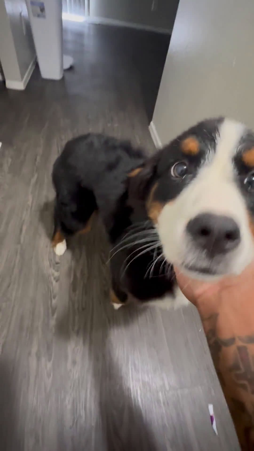 Bernese Mountain Dog dogs for sale: Bernese Mountain Dog 1 puppies - Video 1