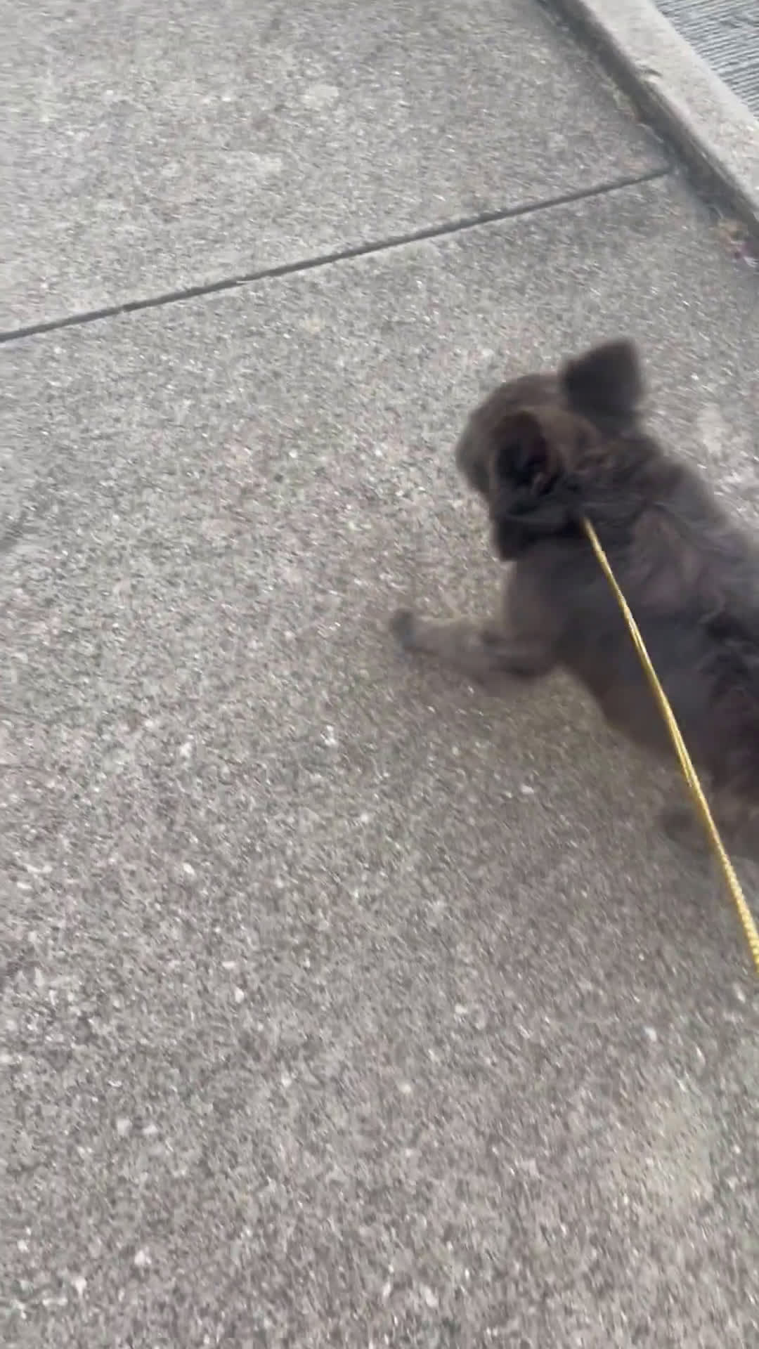 French Bulldog dogs for stud: French Bulldog 1 puppies - Video 1