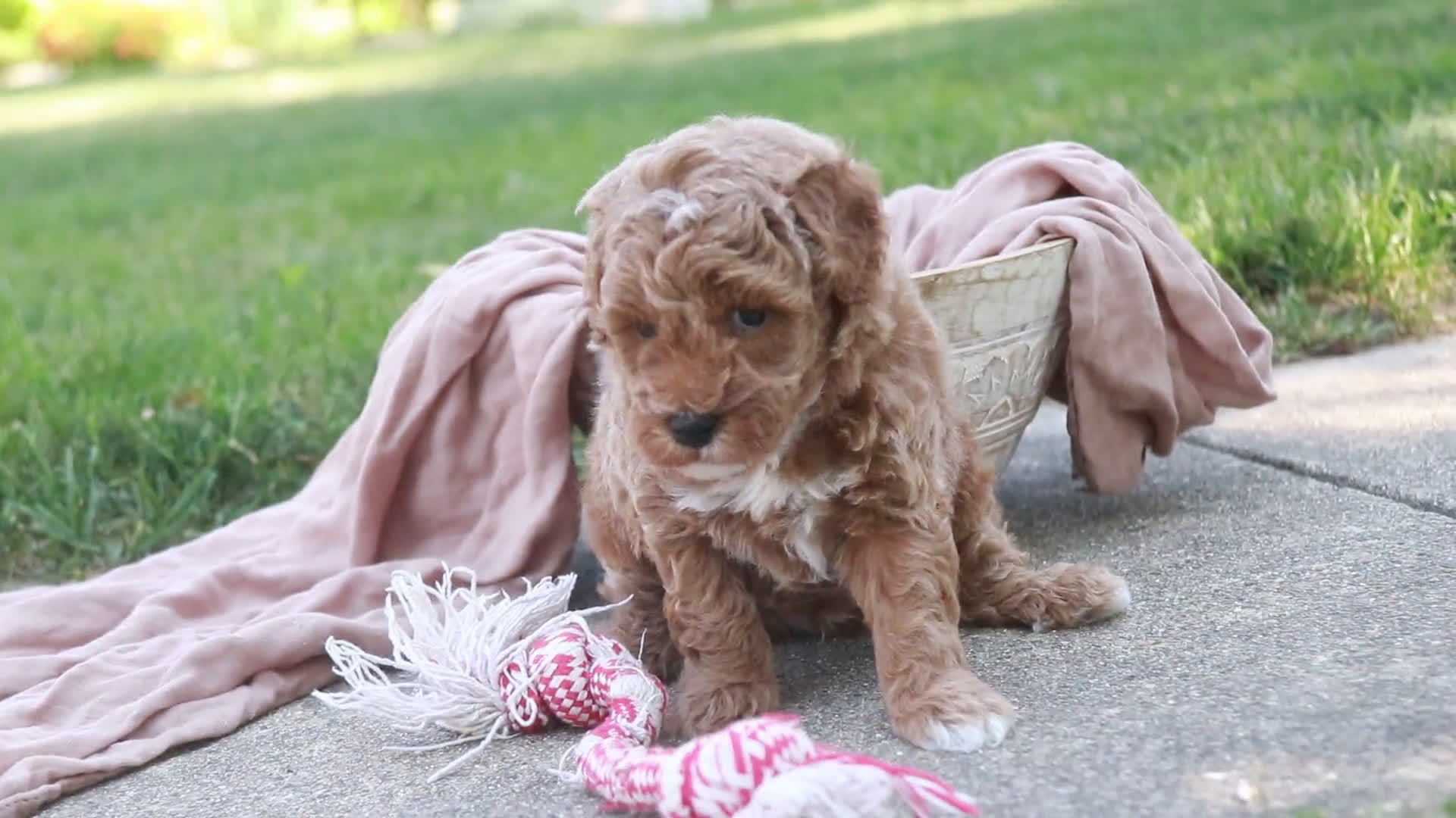Miniature Poodle dogs for sale: Miniature Poodle 2 puppies - Video 2
