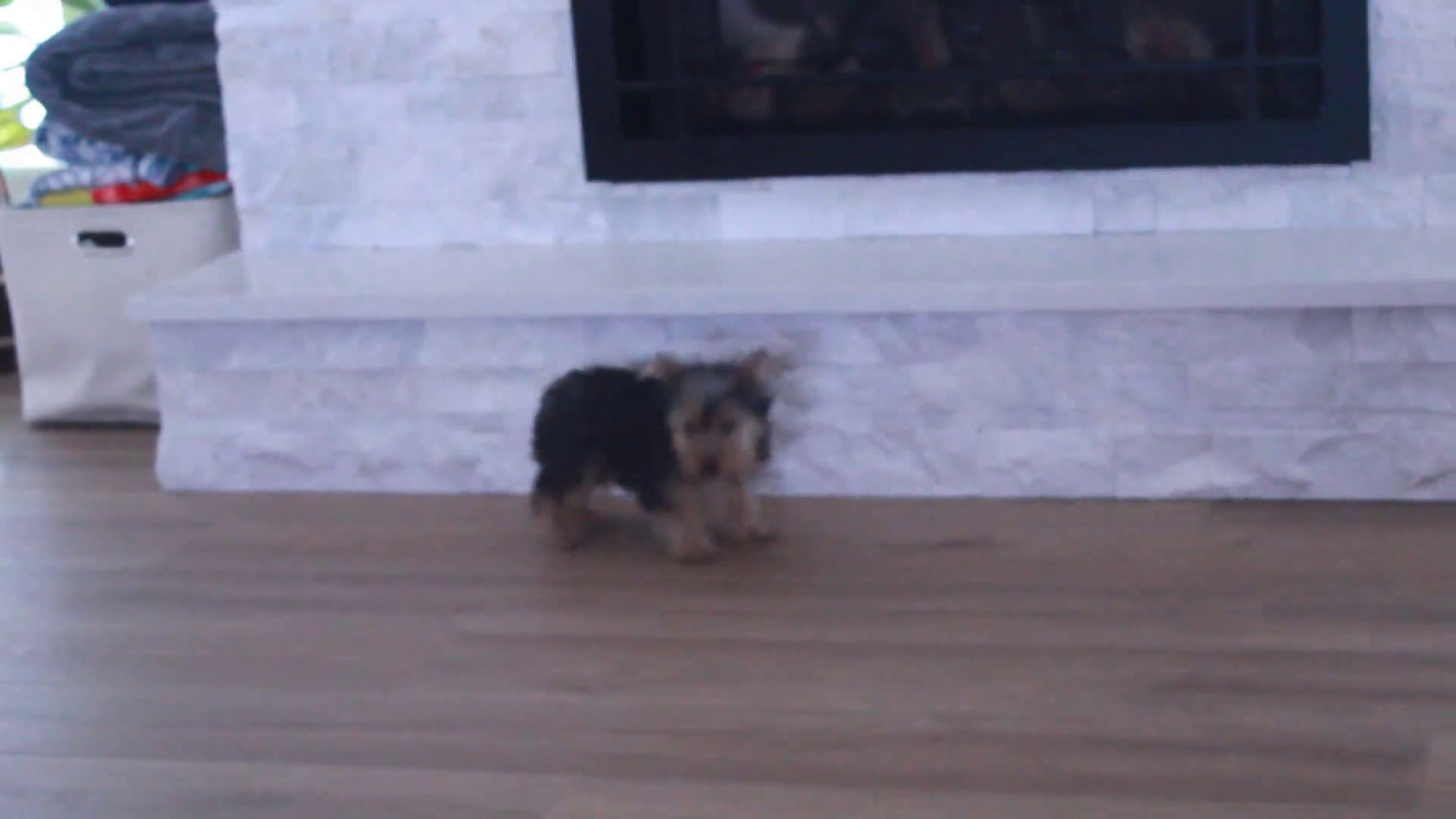 Yorkshire Terrier dogs for sale: Yorkshire Terrier 2 puppies - Video 1