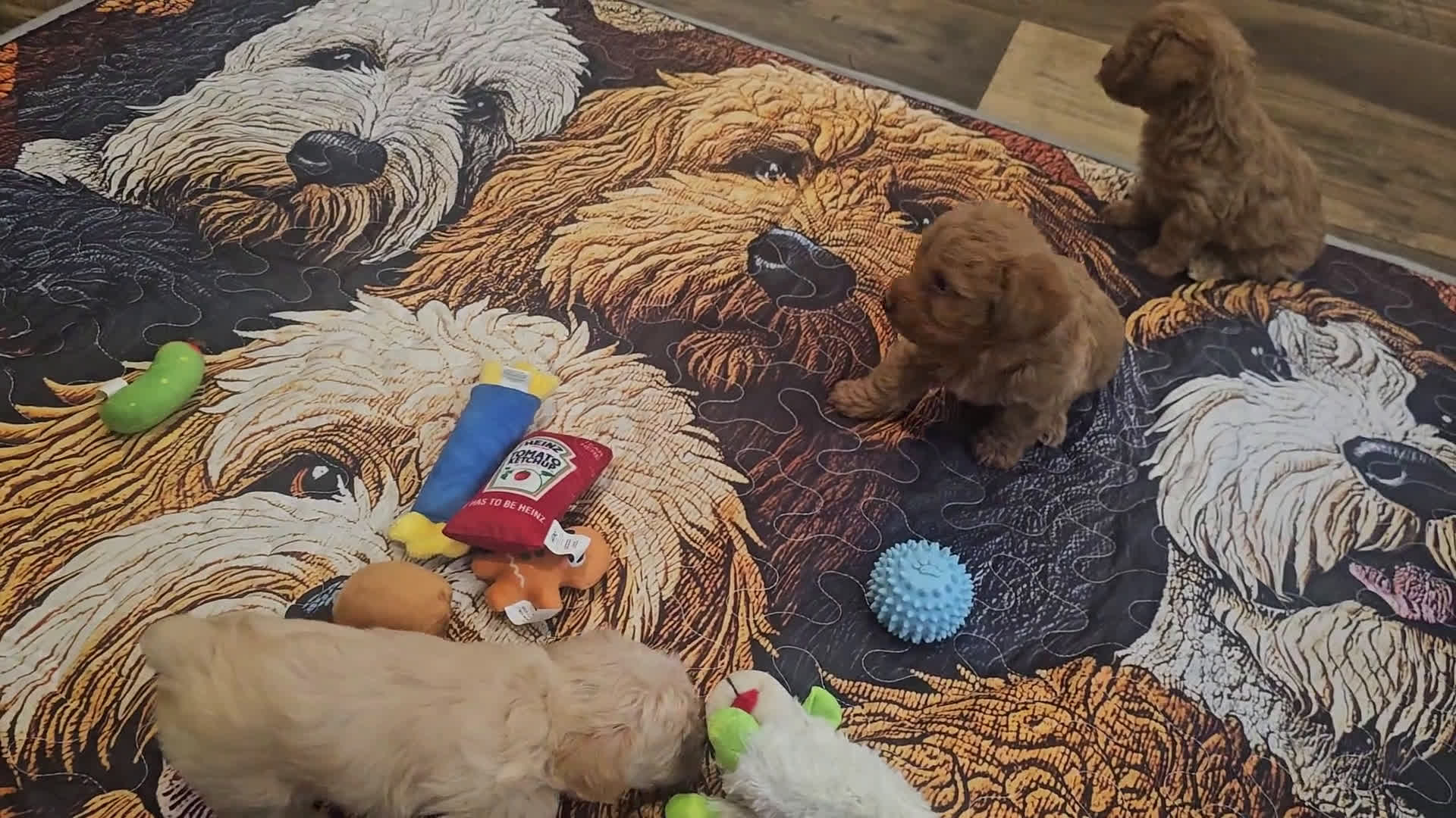 Yorkiepoo dogs for sale: Yorkiepoo 3 puppies - Video 4