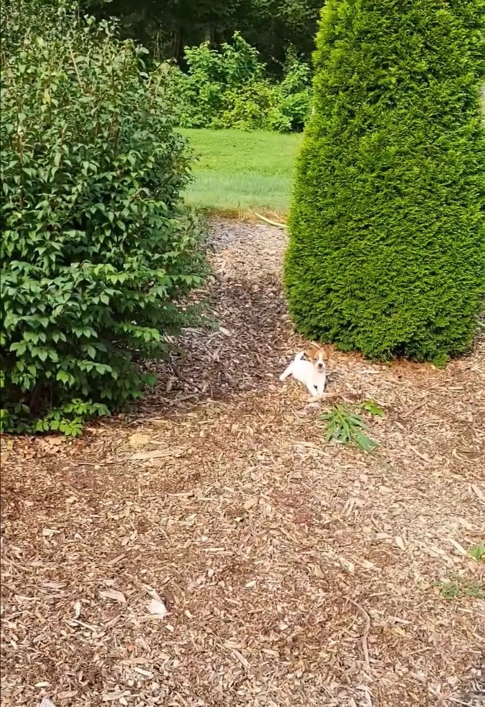 Jack Russell Terrier dogs for sale: Jack Russell Terrier 2 puppies - Video 1