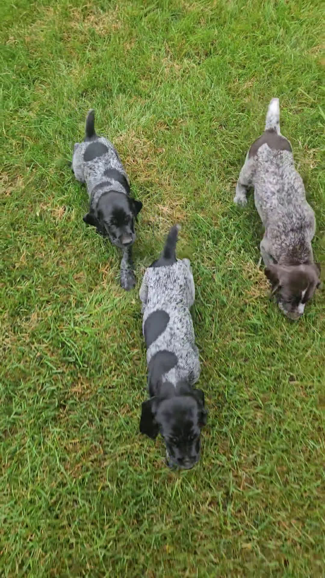 German Shorthaired Pointer dogs for sale: German Shorthaired Pointer 6 puppies - Video 3