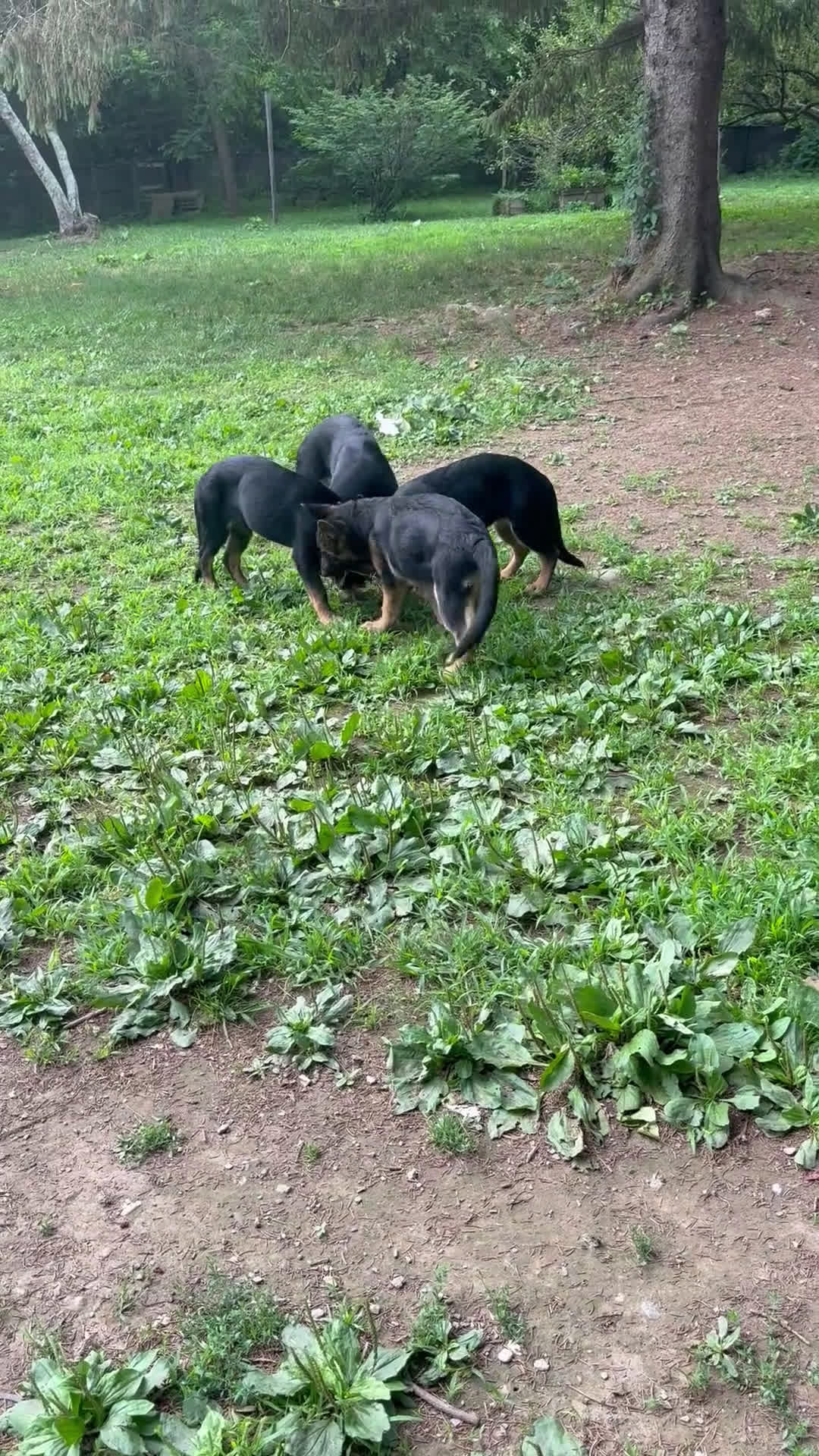 German Shepherd dogs for sale: German Shepherd 1 puppies - Video 1