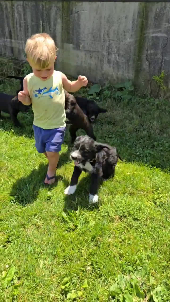 Goldendoodle dogs for sale: Goldendoodle 7 puppies - Video 6