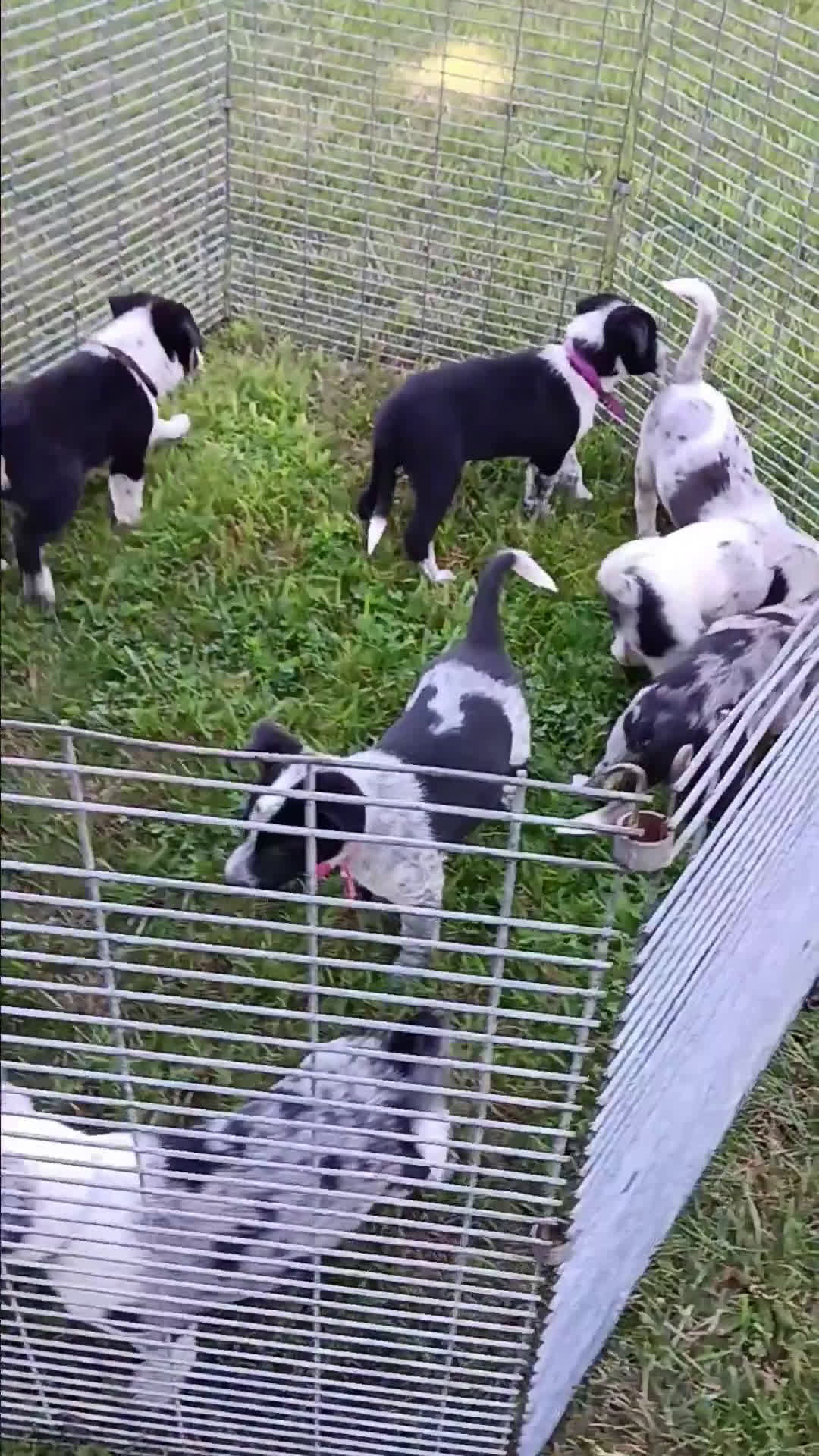 Australian Cattle Dog dogs for sale: Australian Cattle Dog 8 puppies - Video 1