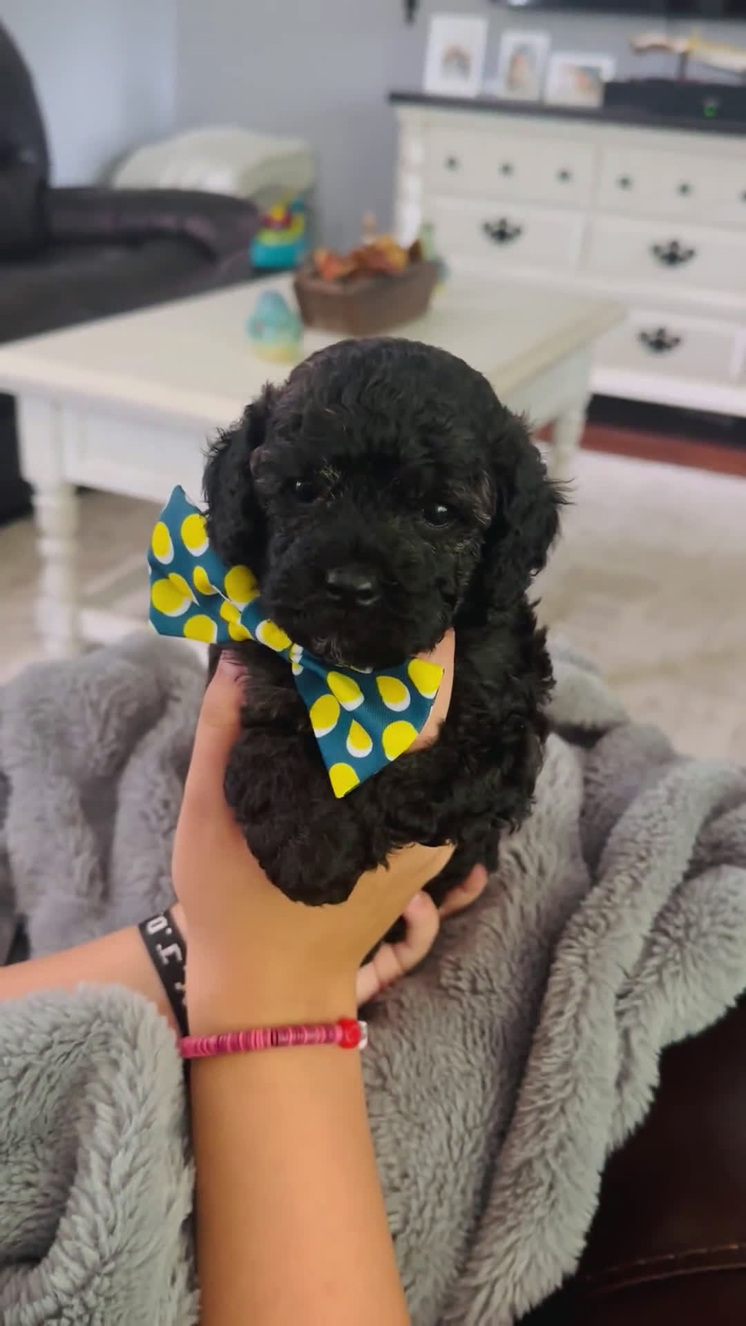 Miniature Poodle dogs for sale: Miniature Poodle 3 puppies - Video 1