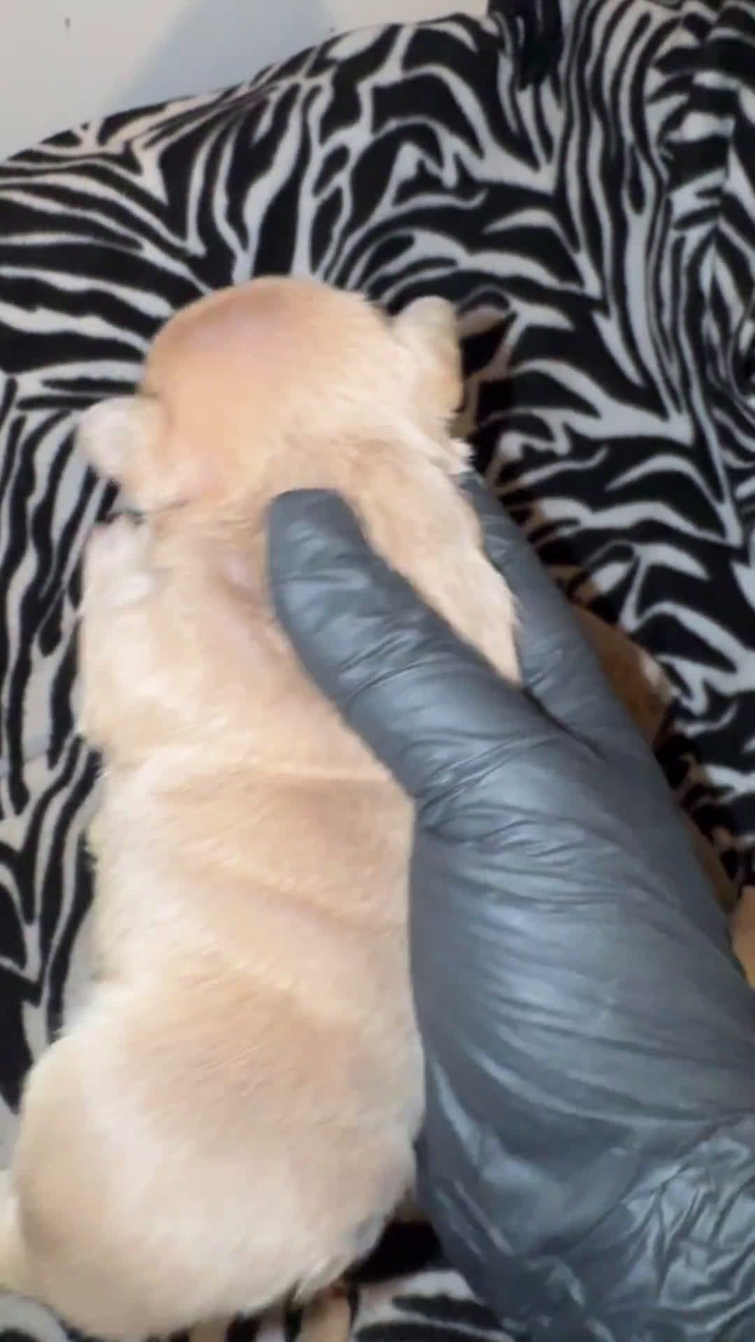 French Bulldog dogs for sale: French Bulldog 6 puppies - Video 4
